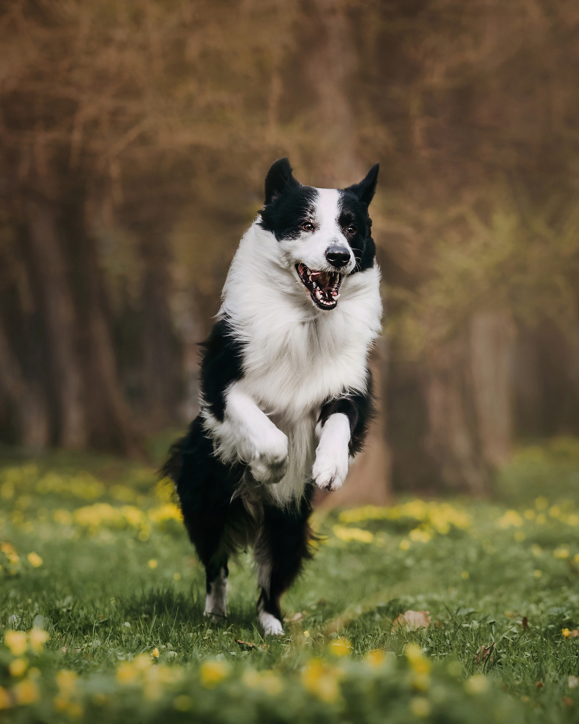 Найт. Фотограф-анималист Елена Радченко, Москва