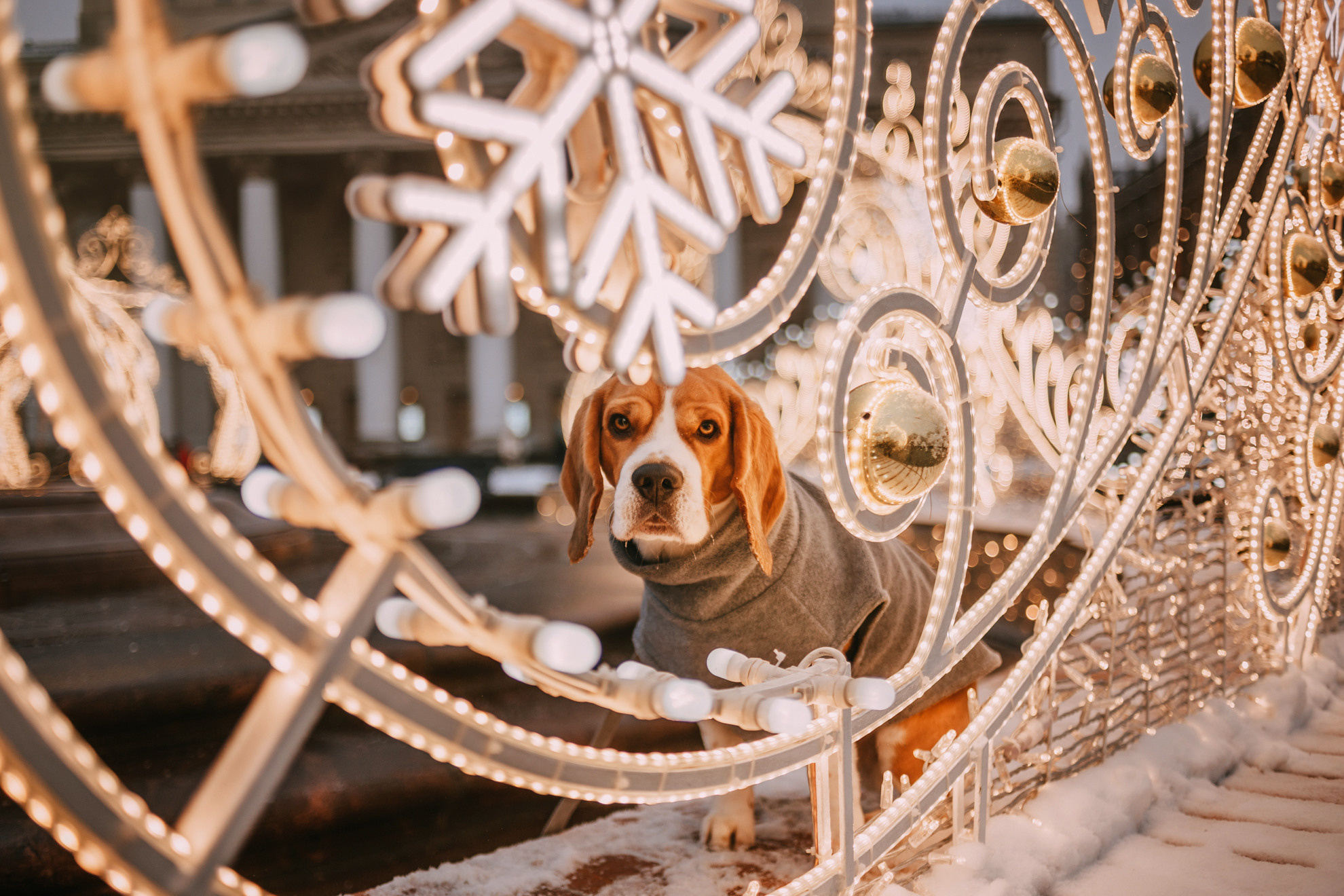 Марина и Дэй. Фотограф-анималист Елена Радченко, Москва