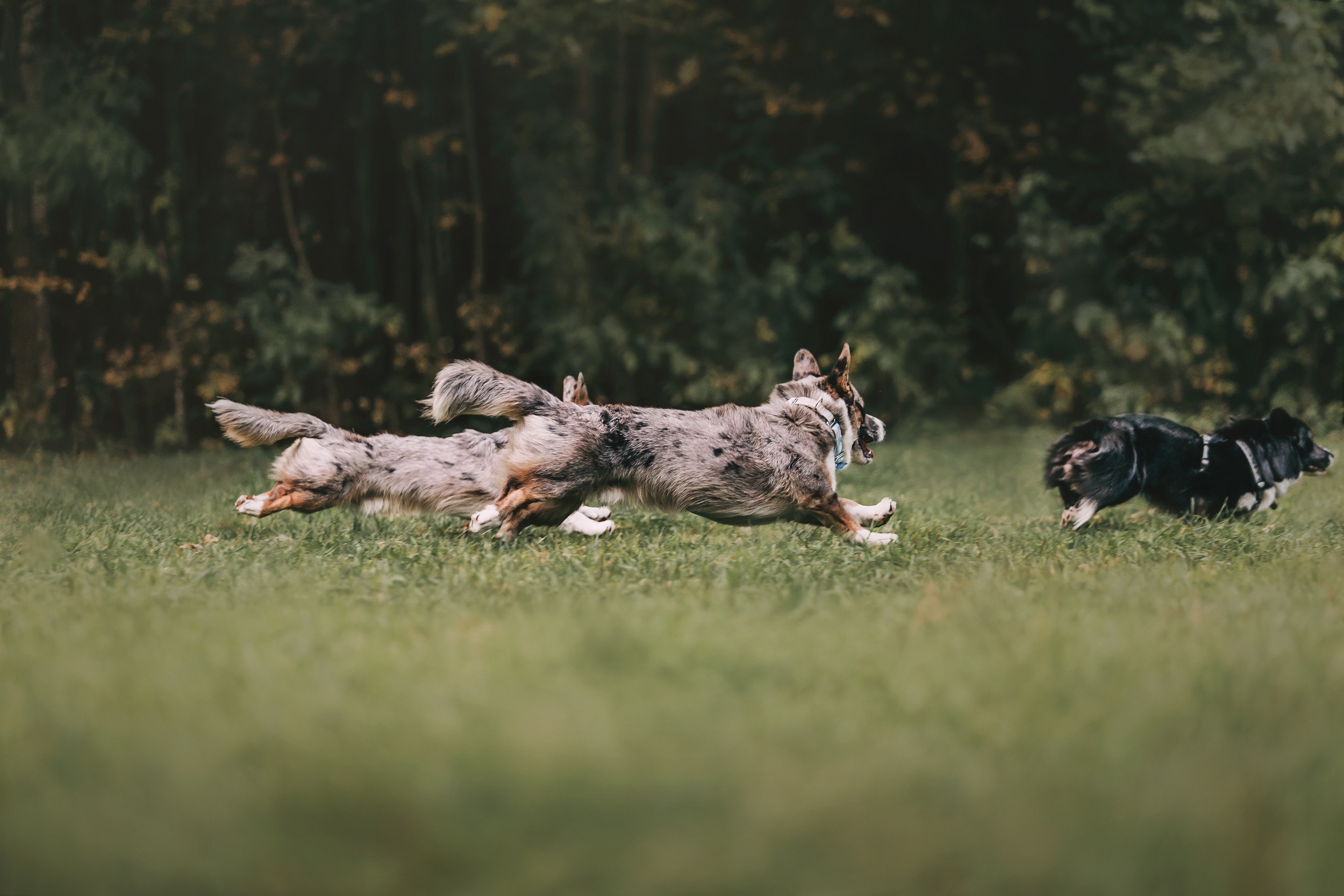 Корги встреча. Фотограф-анималист Елена Радченко, Москва
