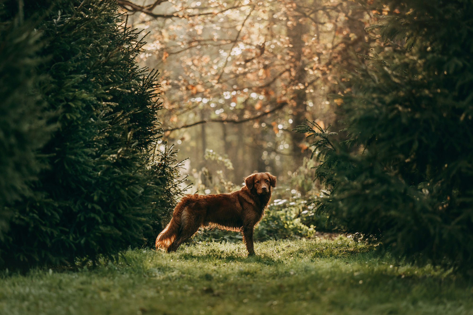 Бублик. Фотограф-анималист Елена Радченко, Москва