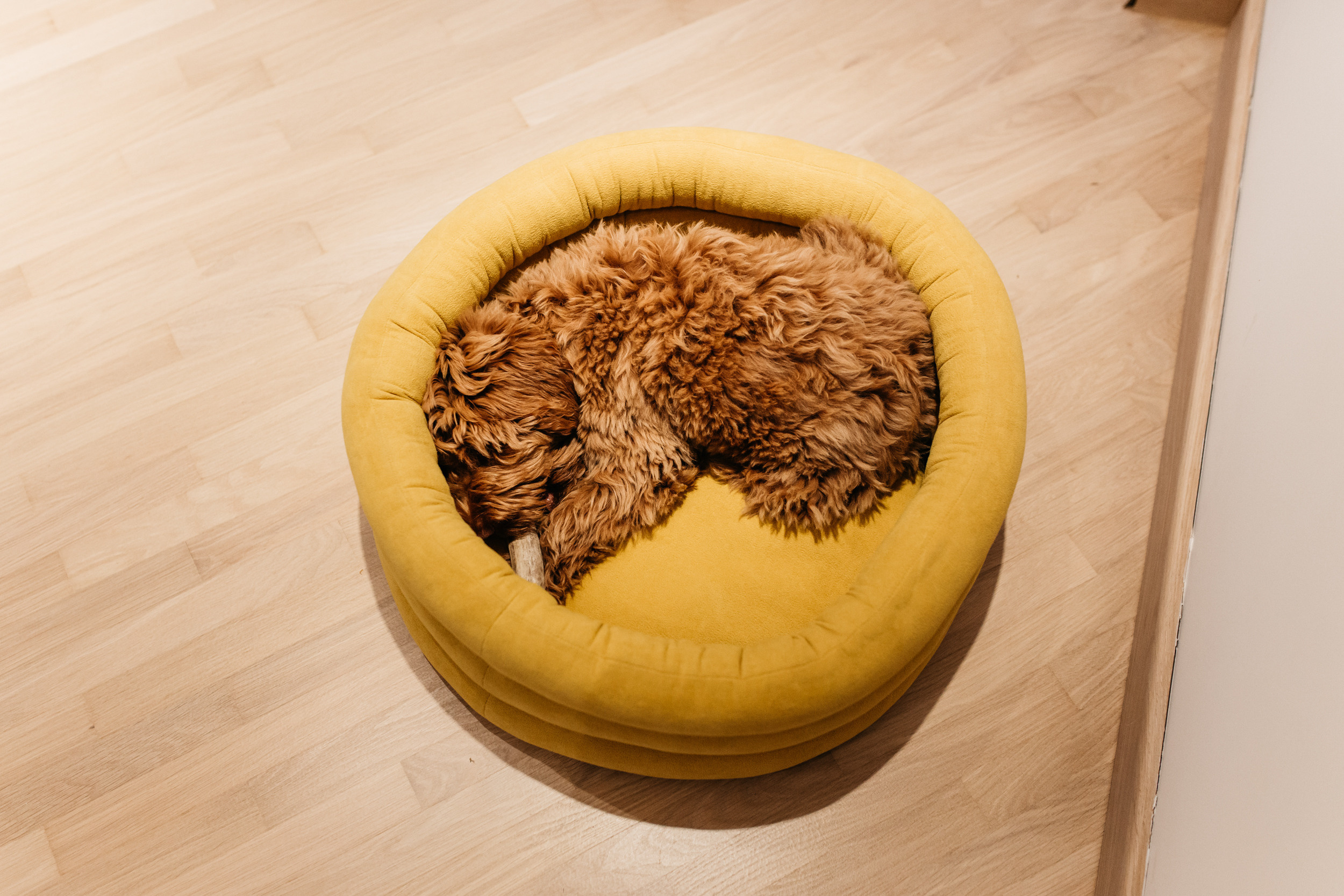 Магазин Bumbaboo. Фотограф-анималист Елена Радченко, Москва