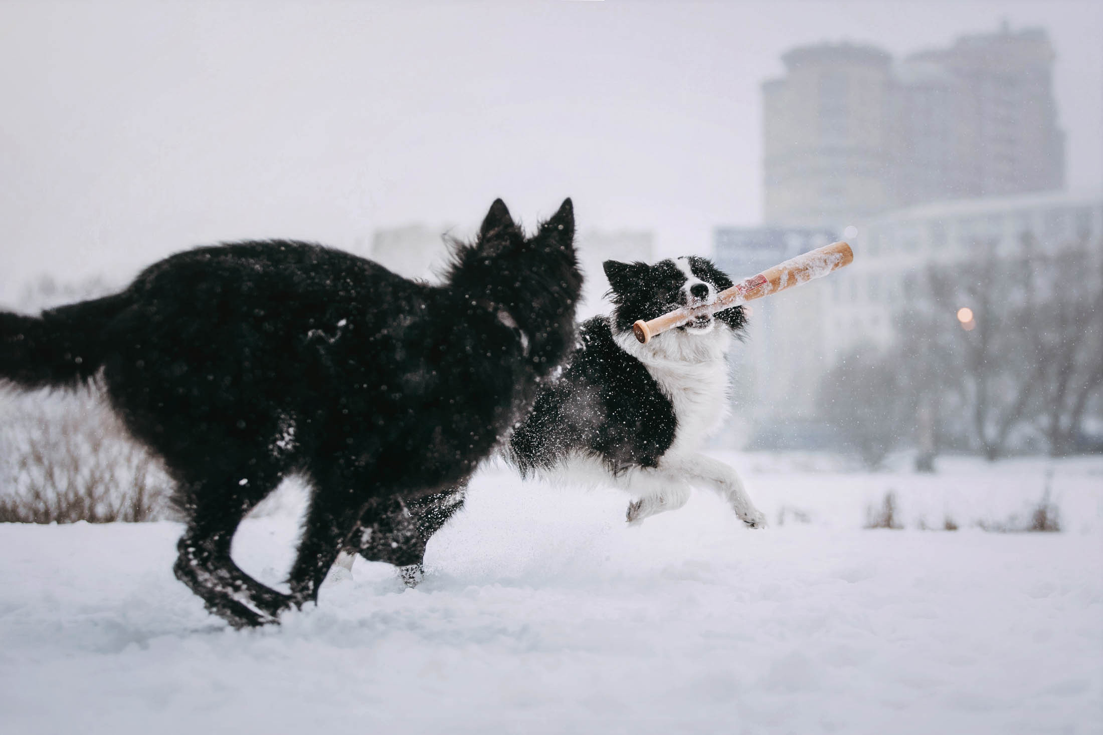Мерлин и Адидас. Фотограф-анималист Елена Радченко, Москва