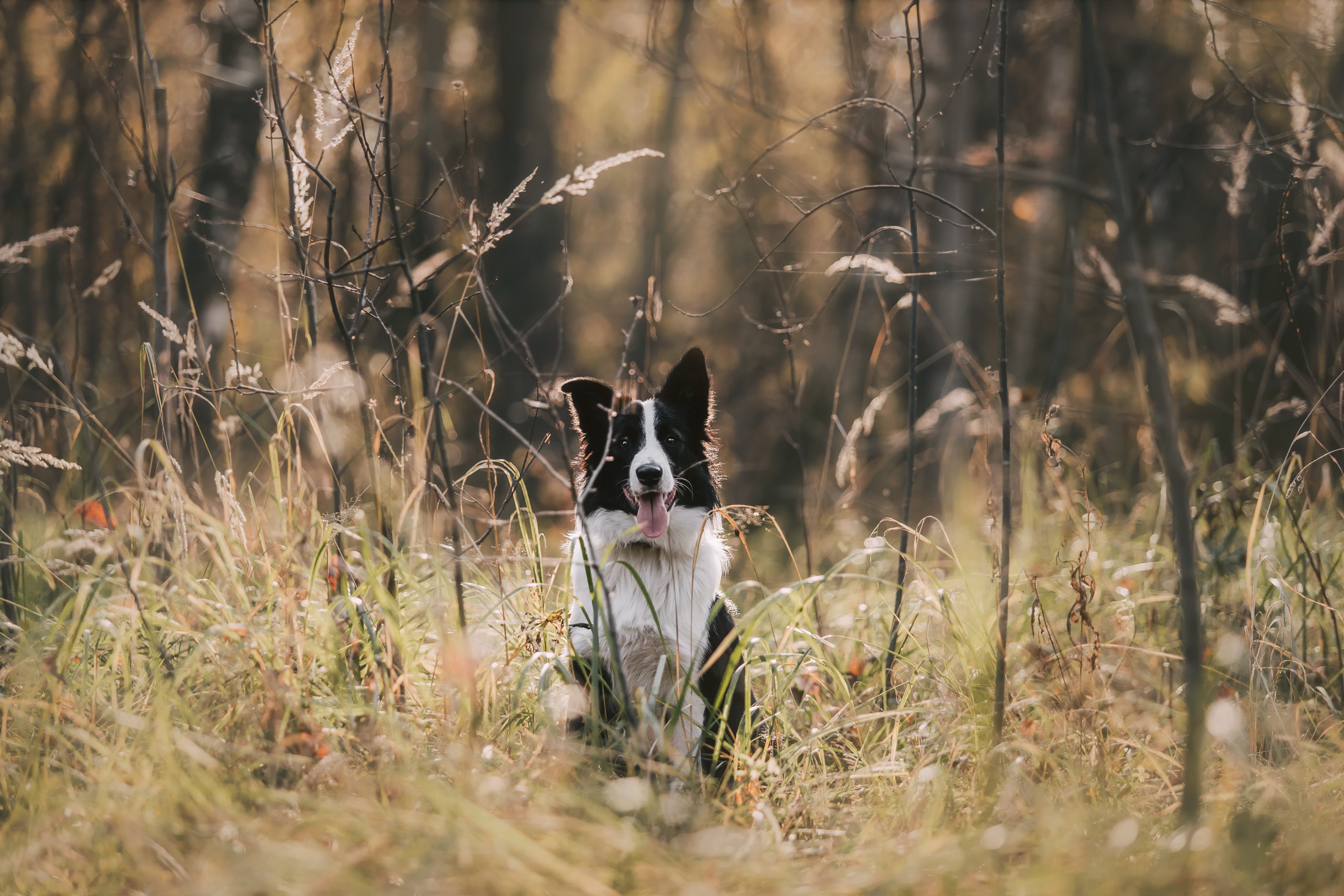 Оля и Фиш. Фотограф-анималист Елена Радченко, Москва
