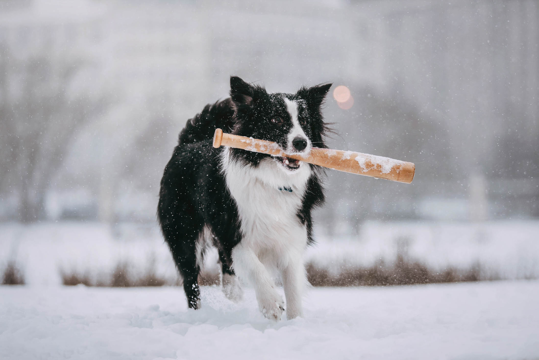 Мерлин и Адидас. Фотограф-анималист Елена Радченко, Москва