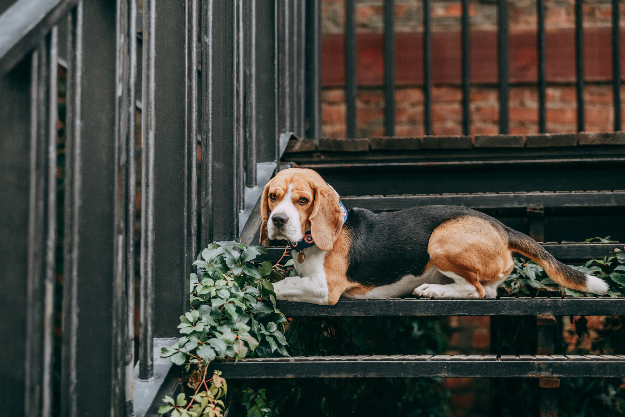 Марина и Дэй. Фотограф-анималист Елена Радченко, Москва