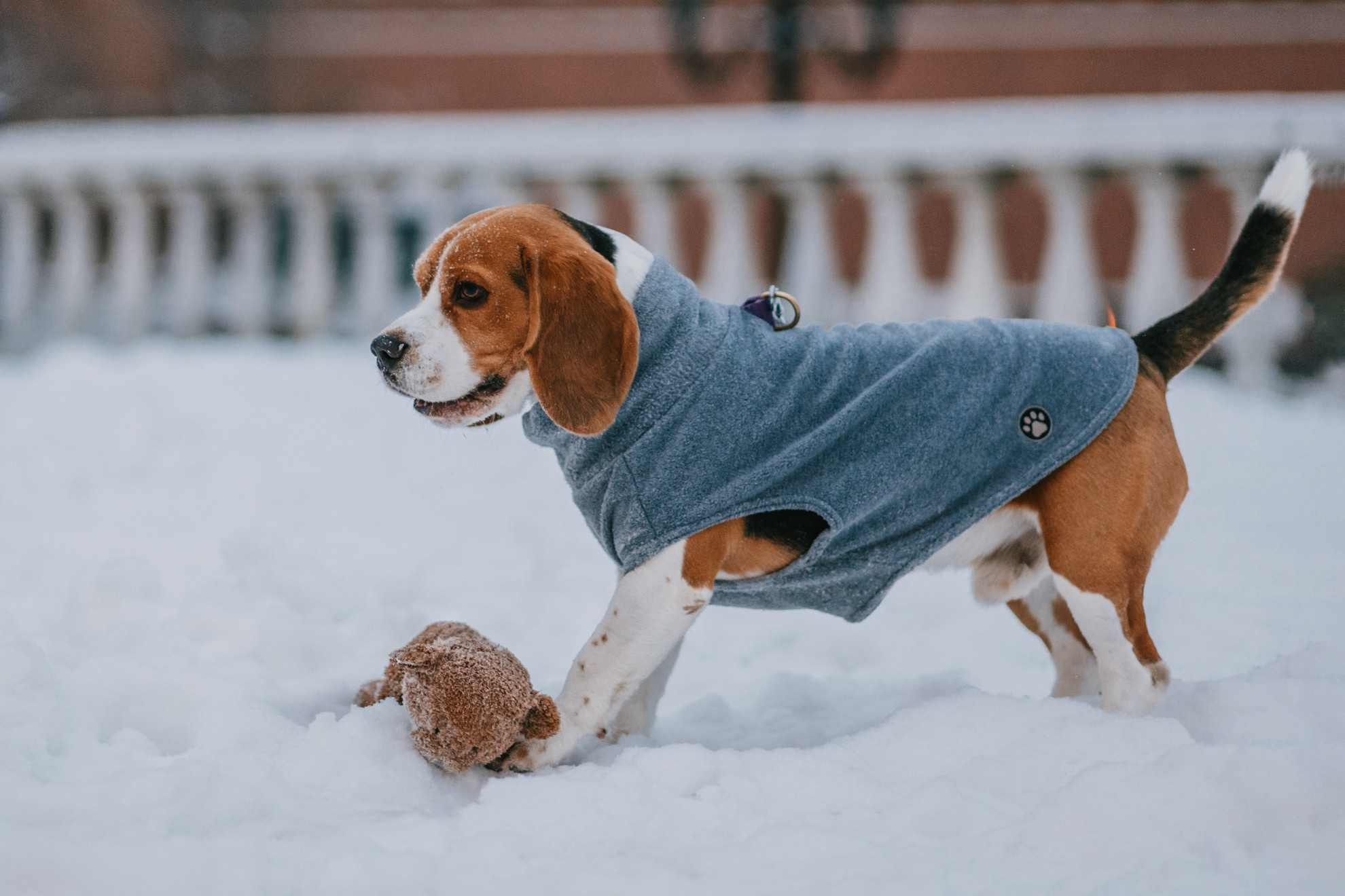 Марина и Дэй. Фотограф-анималист Елена Радченко, Москва