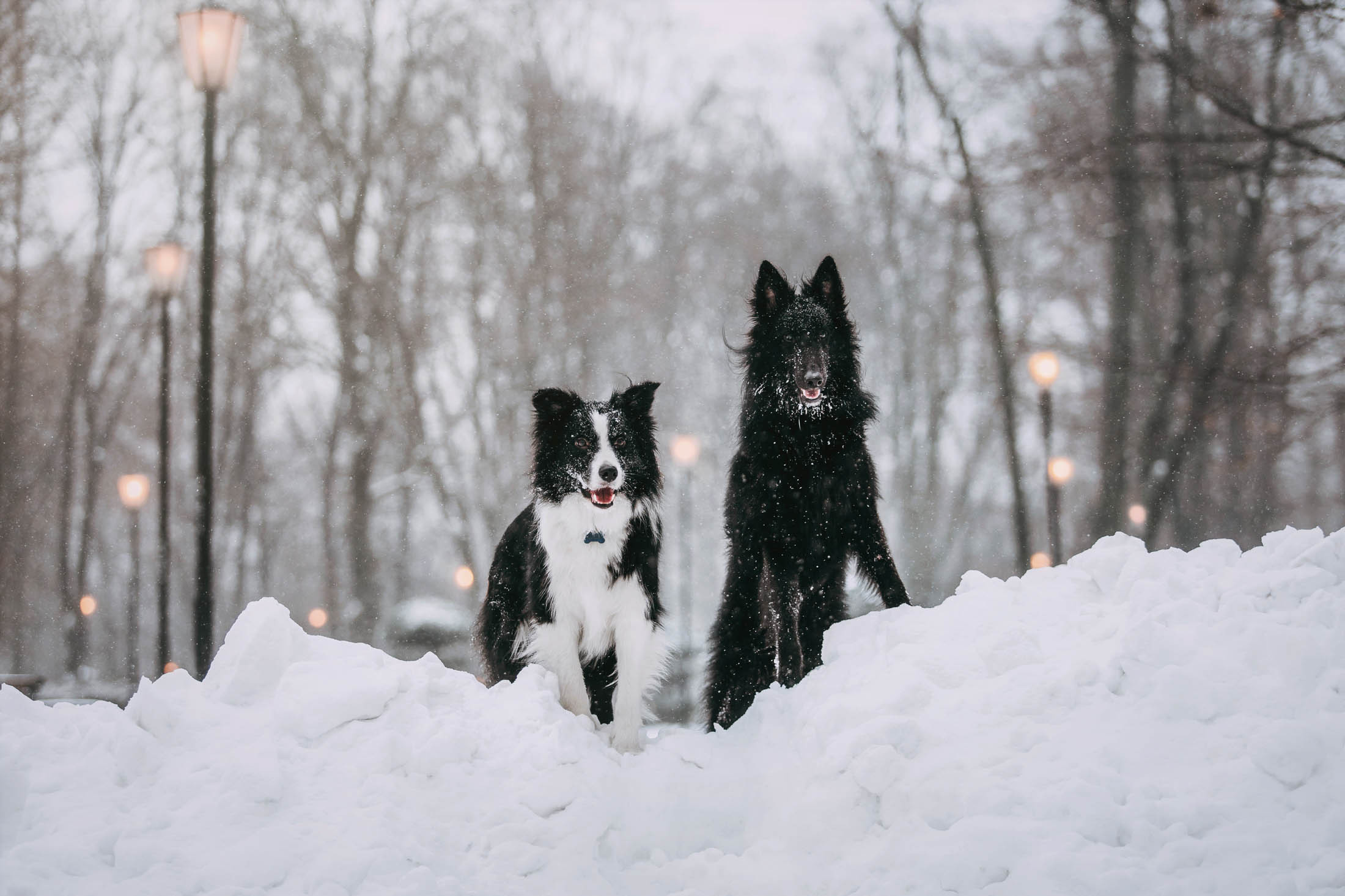 Мерлин и Адидас. Фотограф-анималист Елена Радченко, Москва