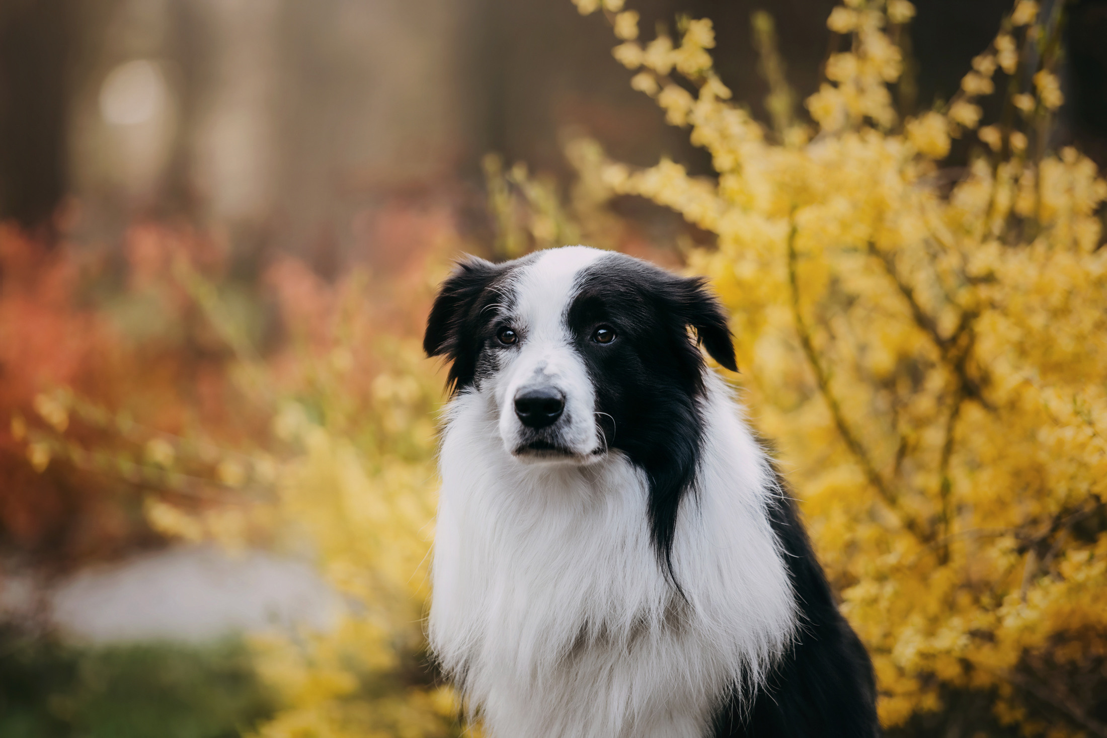 Найт. Фотограф-анималист Елена Радченко, Москва