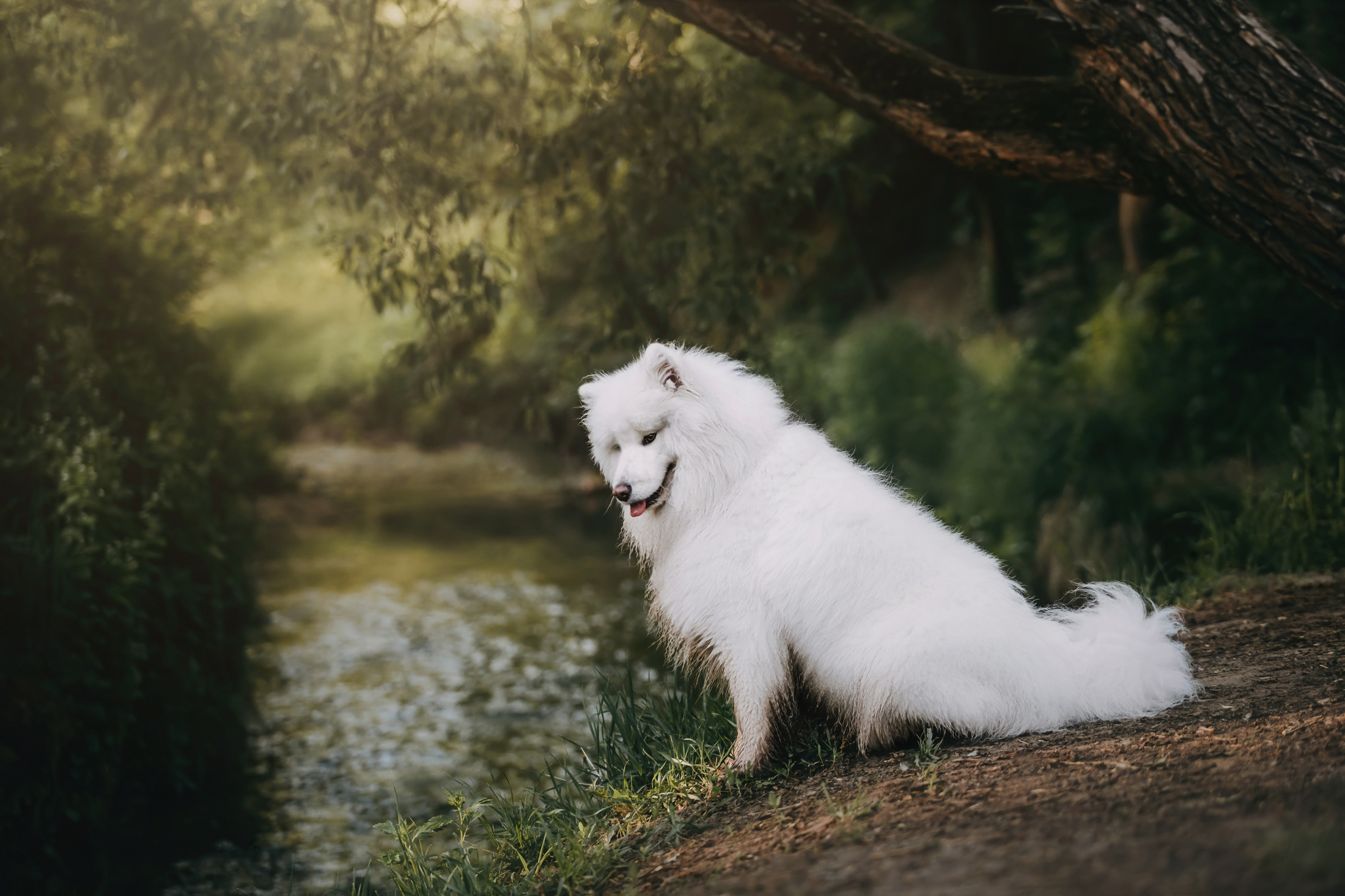 Эффи. Фотограф-анималист Елена Радченко, Москва