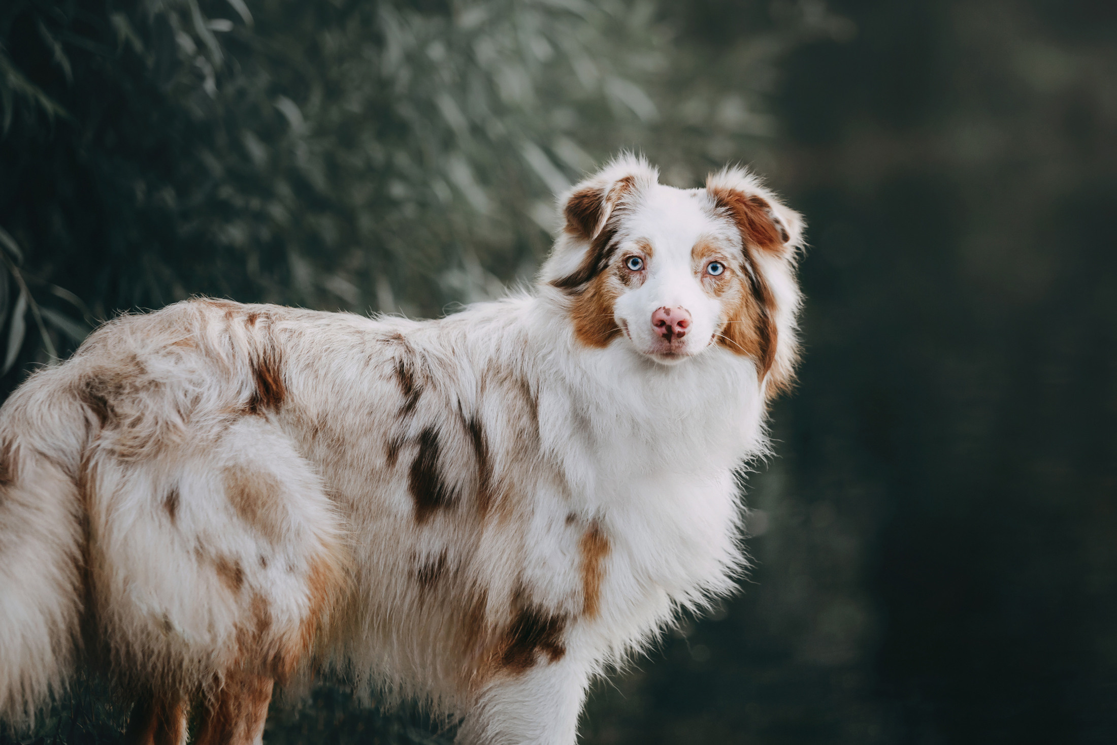 Наташа и Элфи. Фотограф-анималист Елена Радченко, Москва