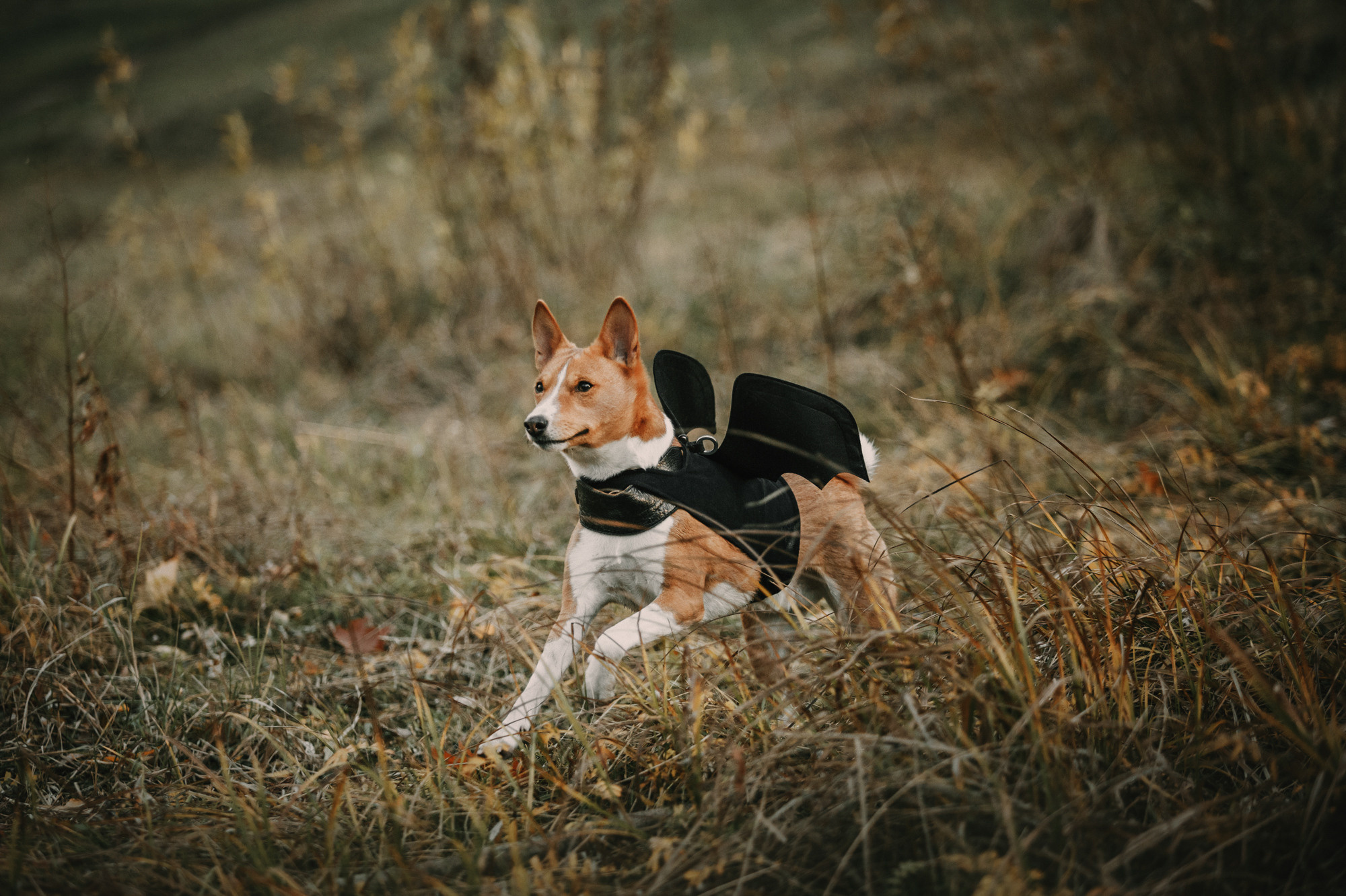 Мария и Рэд. Фотограф-анималист Елена Радченко, Москва