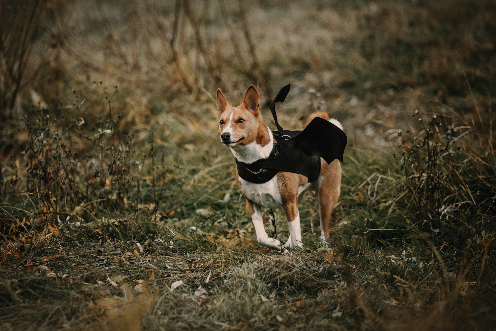 Мария и Рэд. Фотограф-анималист Елена Радченко, Москва