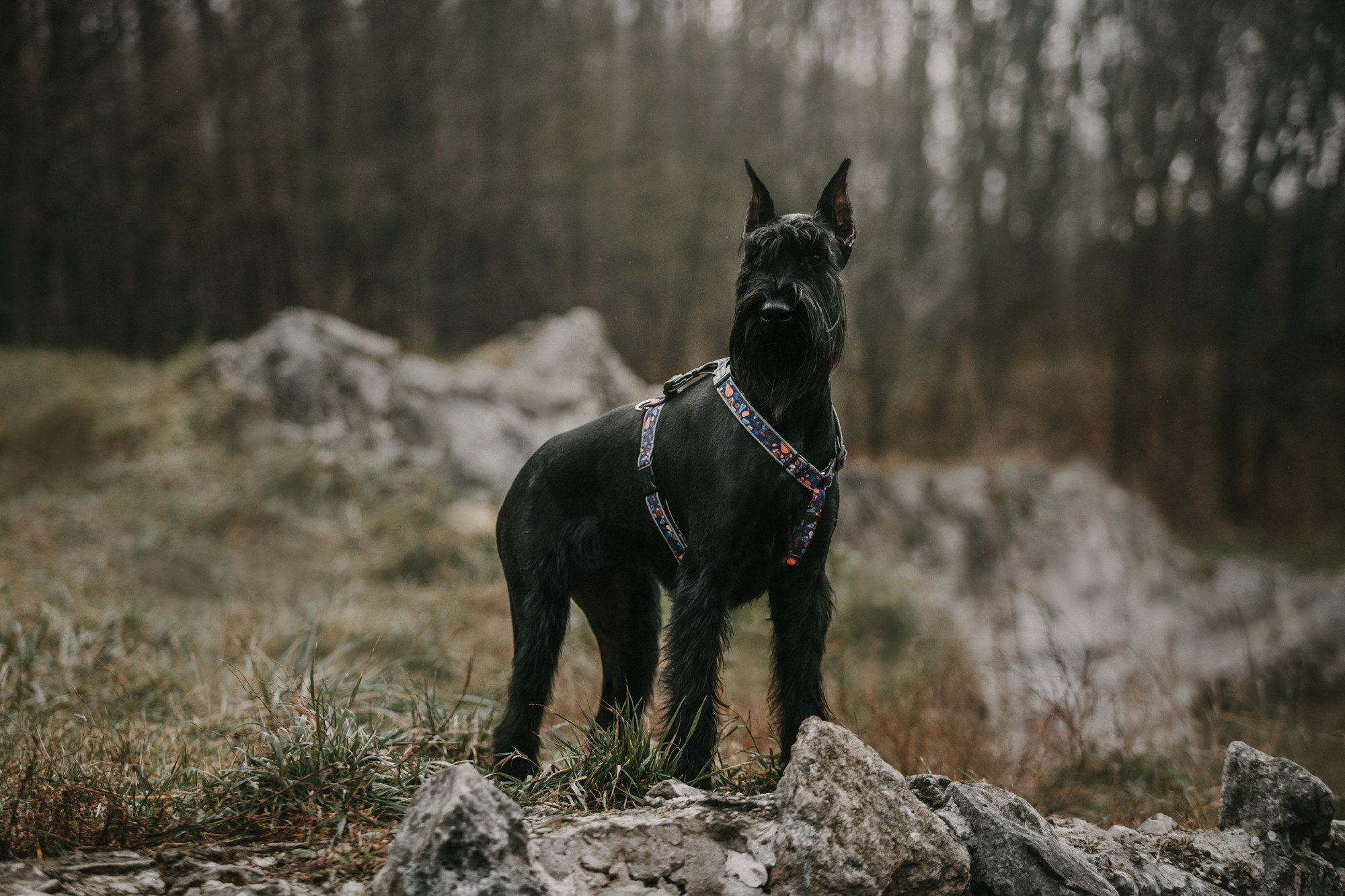 Асаль и Черри. Фотограф-анималист Елена Радченко, Москва