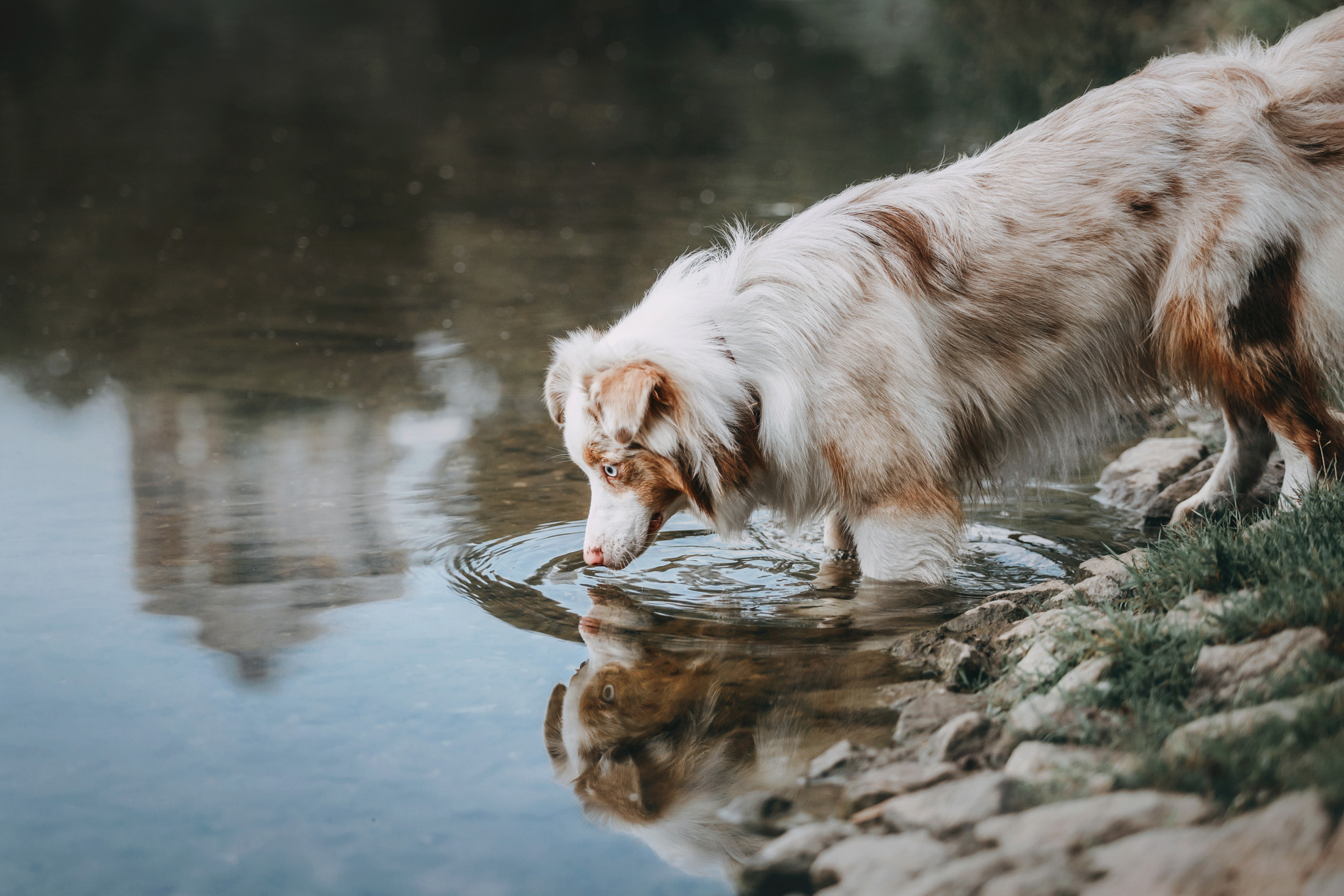 Наташа и Элфи. Фотограф-анималист Елена Радченко, Москва