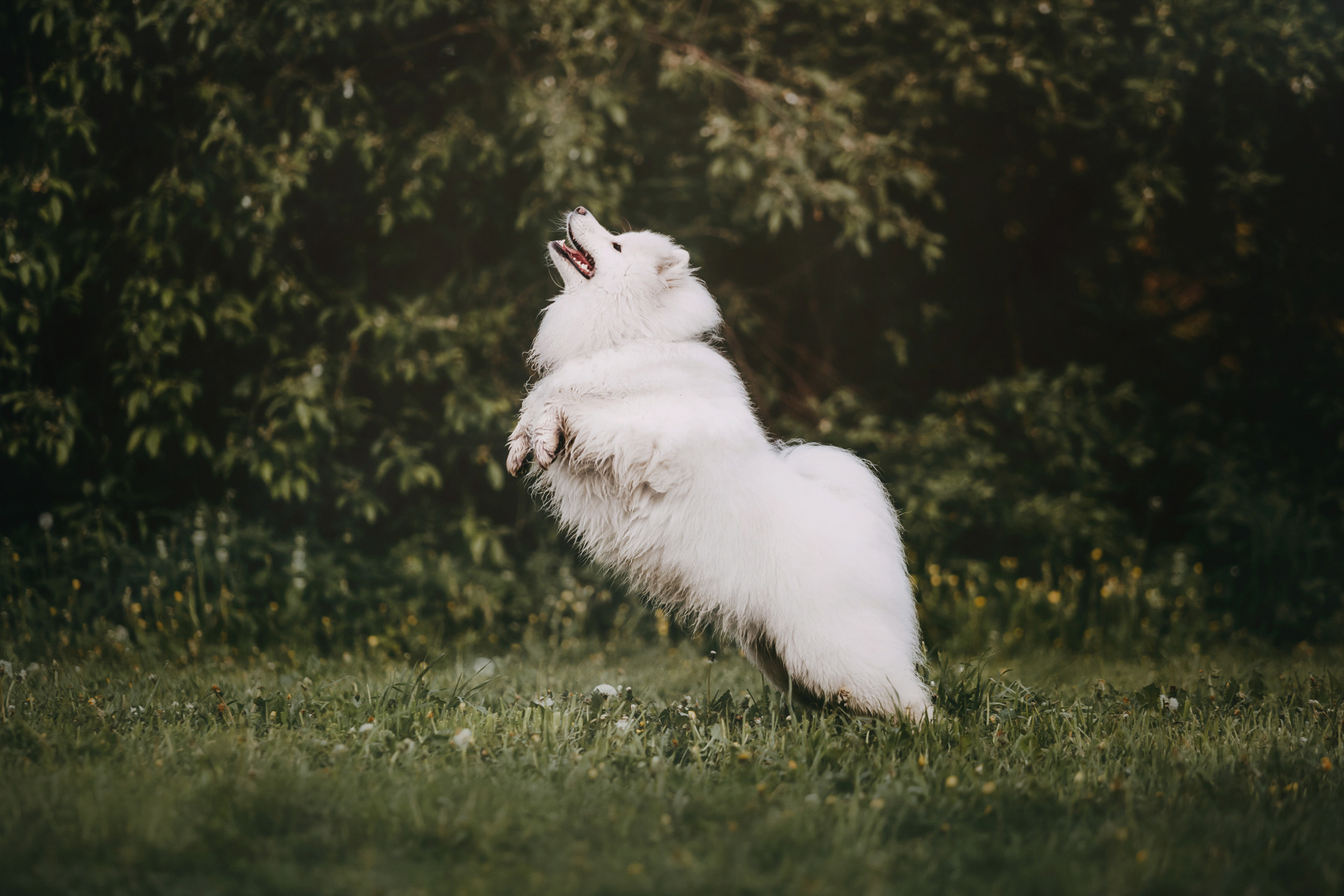 Эффи. Фотограф-анималист Елена Радченко, Москва