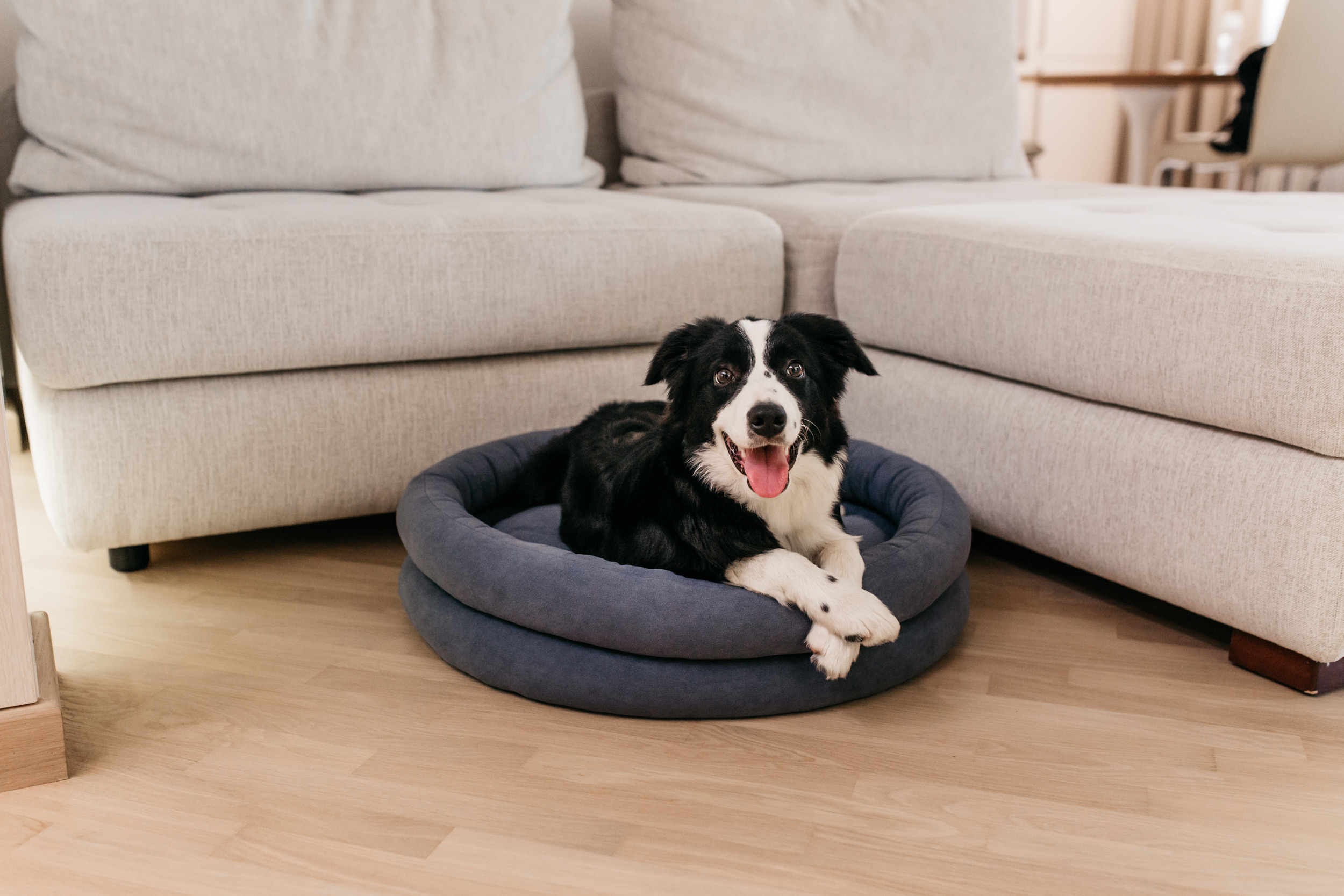 Магазин Bumbaboo. Фотограф-анималист Елена Радченко, Москва