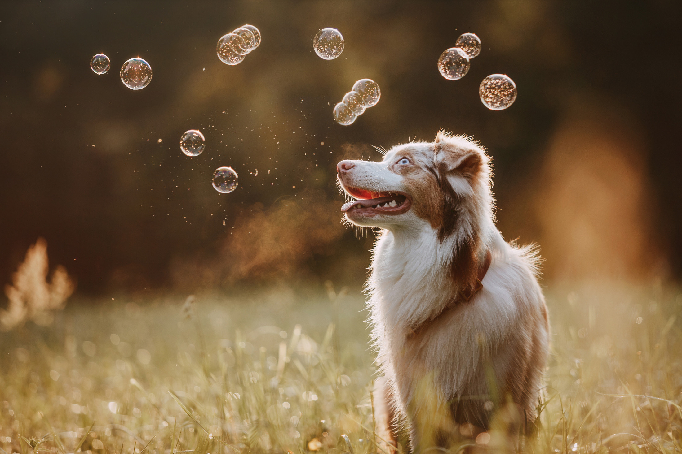 Наташа и Элфи. Фотограф-анималист Елена Радченко, Москва