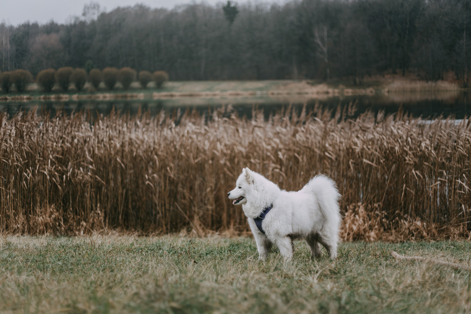 Маша и Уна. Фотограф-анималист Елена Радченко, Москва