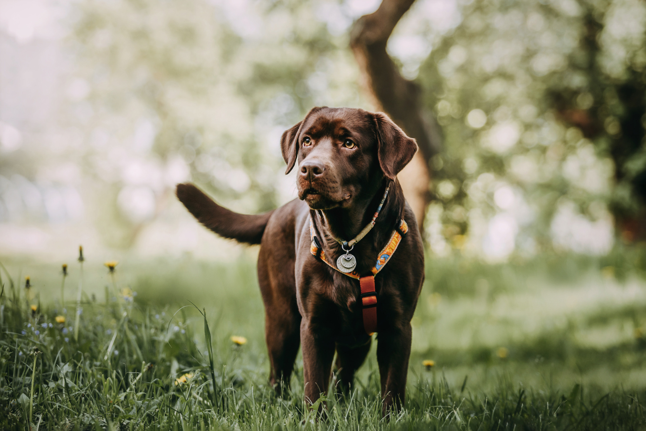 Настя и Вальда. Фотограф-анималист Елена Радченко, Москва