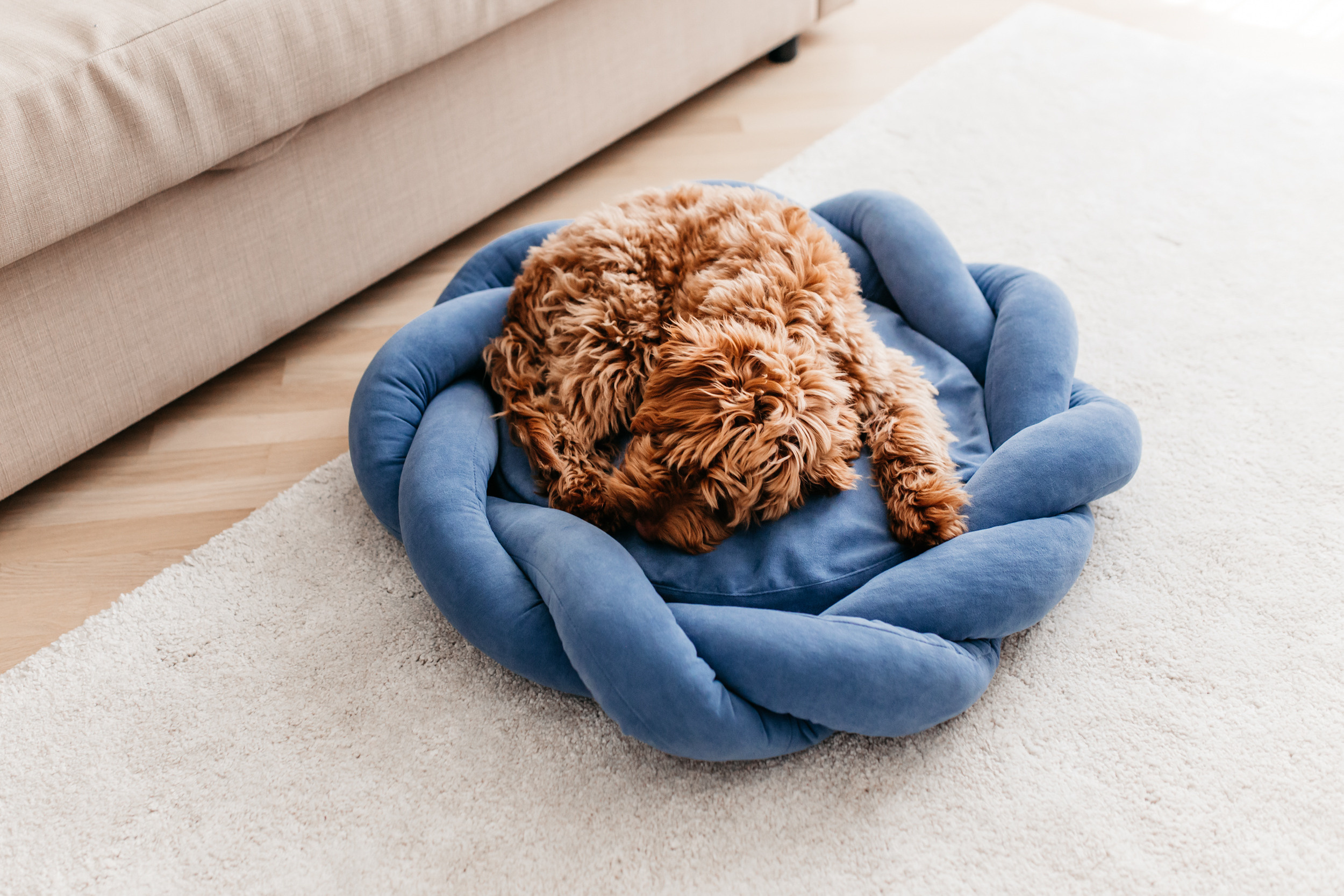 Магазин Bumbaboo. Фотограф-анималист Елена Радченко, Москва