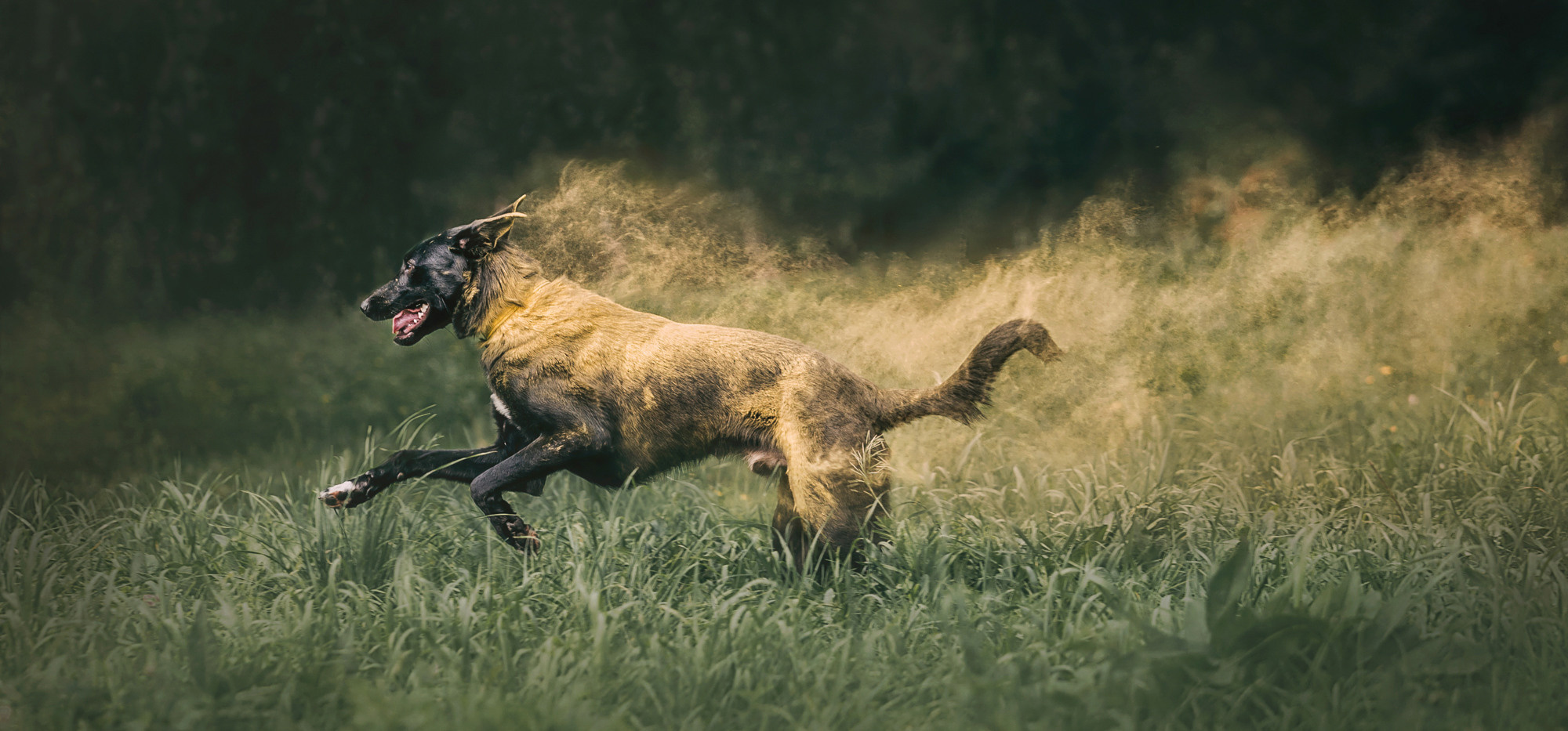 Фотограф-анималист Елена Радченко, Москва