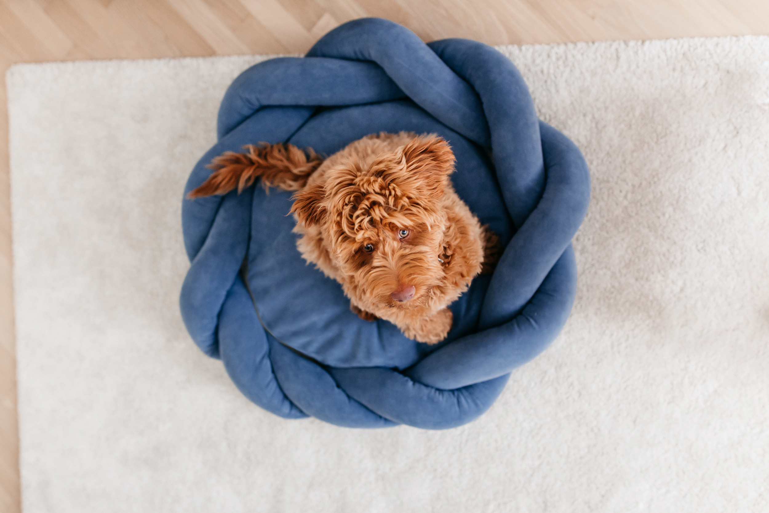 Магазин Bumbaboo. Фотограф-анималист Елена Радченко, Москва