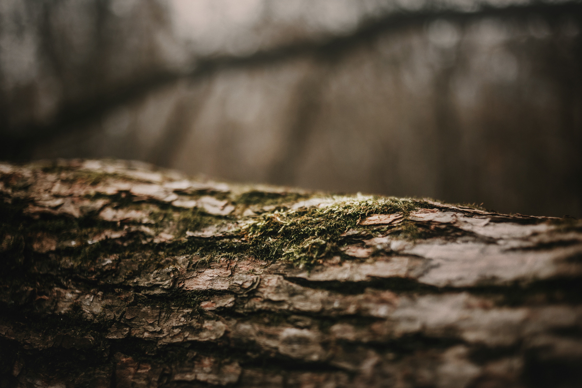 Мария и Рэд. Фотограф-анималист Елена Радченко, Москва
