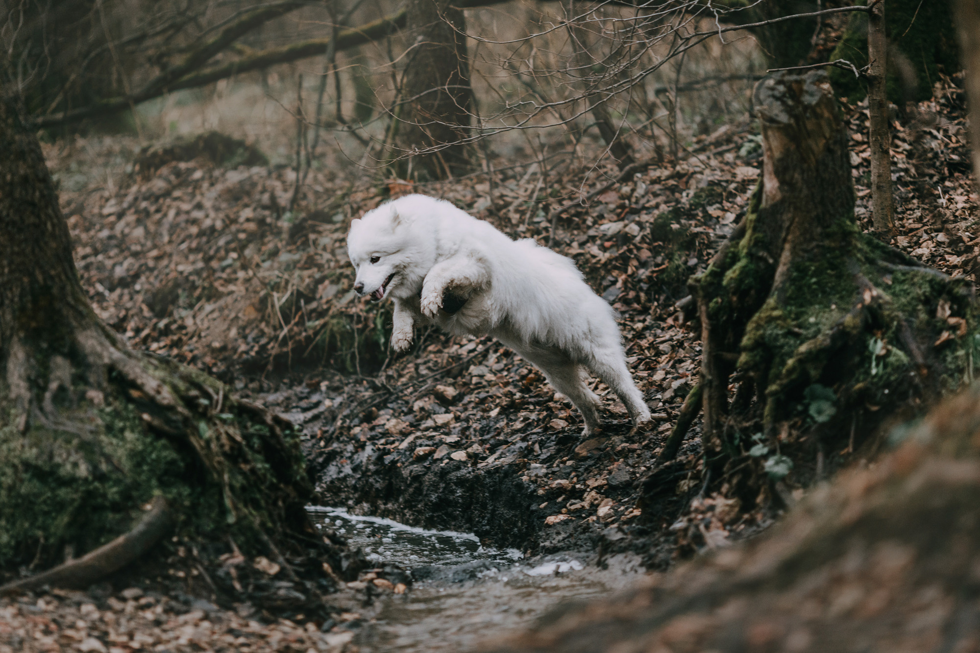 Маша и Уна. Фотограф-анималист Елена Радченко, Москва