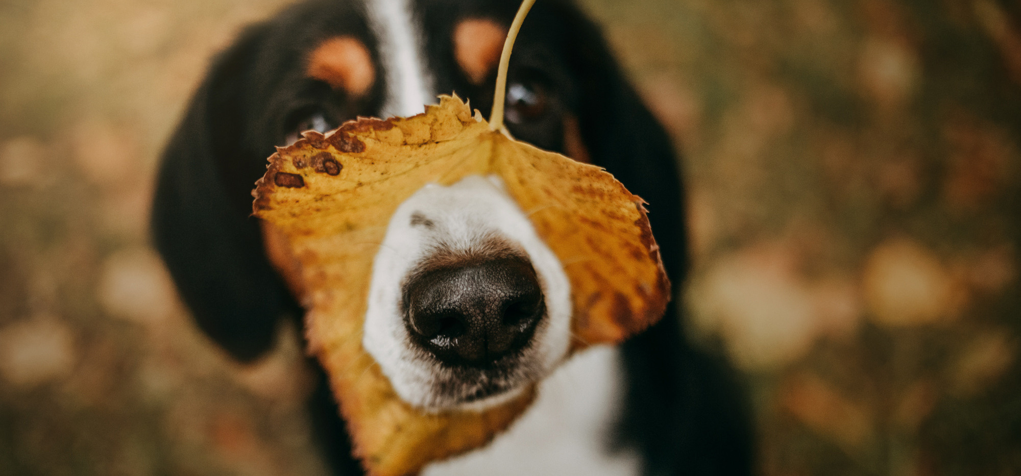 Фотограф-анималист Елена Радченко, Москва