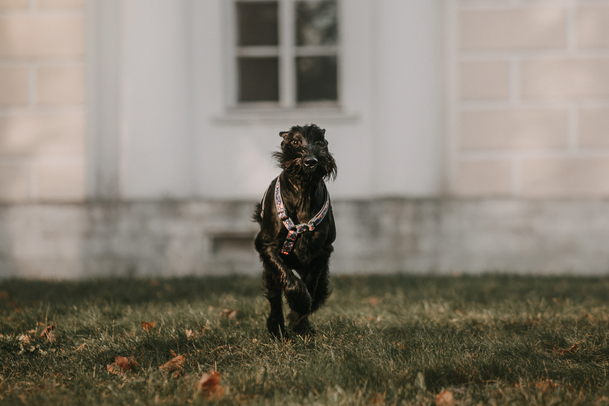 Асаль и Черри. Фотограф-анималист Елена Радченко, Москва