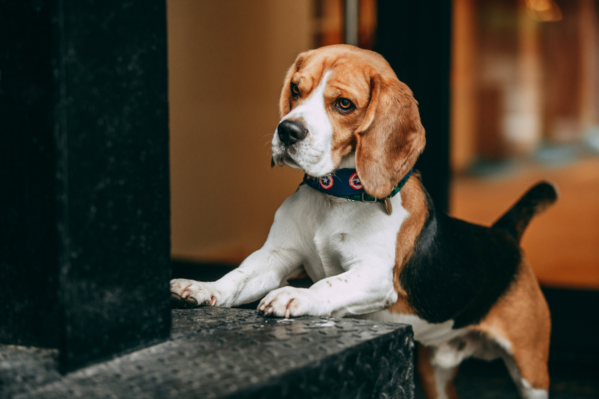 Марина и Дэй. Фотограф-анималист Елена Радченко, Москва