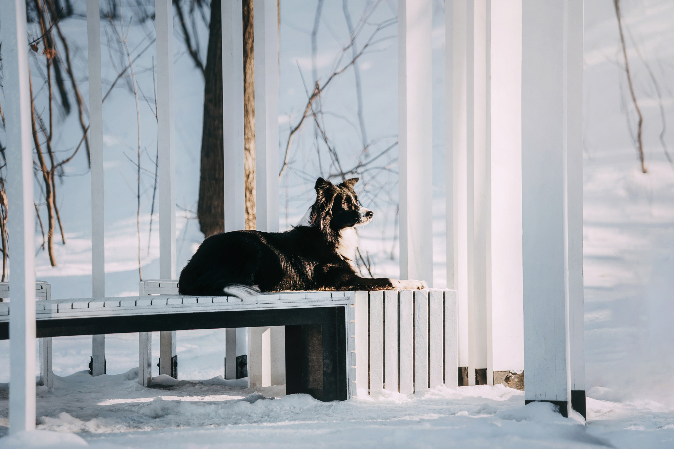 Юля и Маккензи. Фотограф-анималист Елена Радченко, Москва