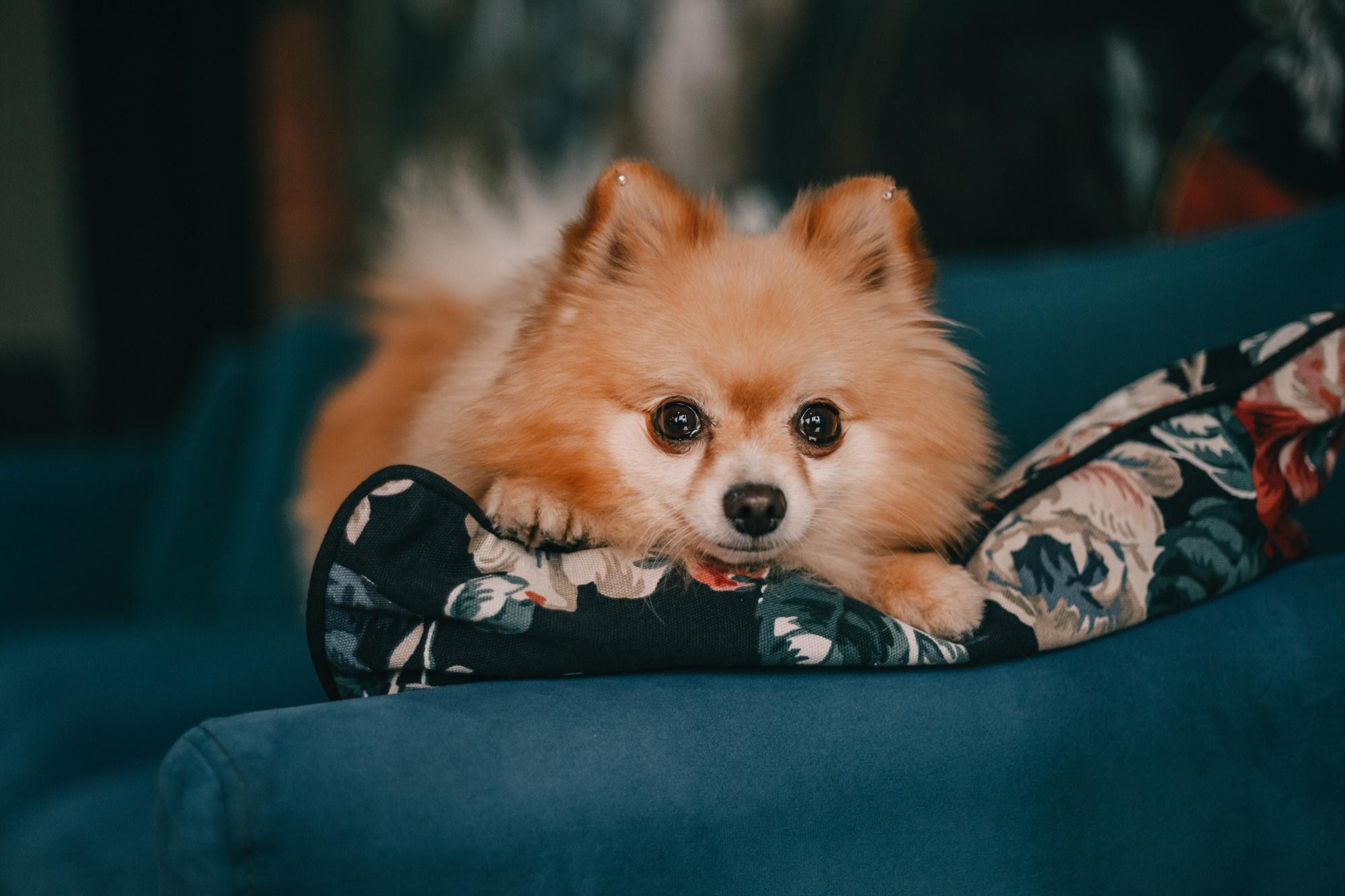 Новогодний фотодень. Фотограф-анималист Елена Радченко, Москва