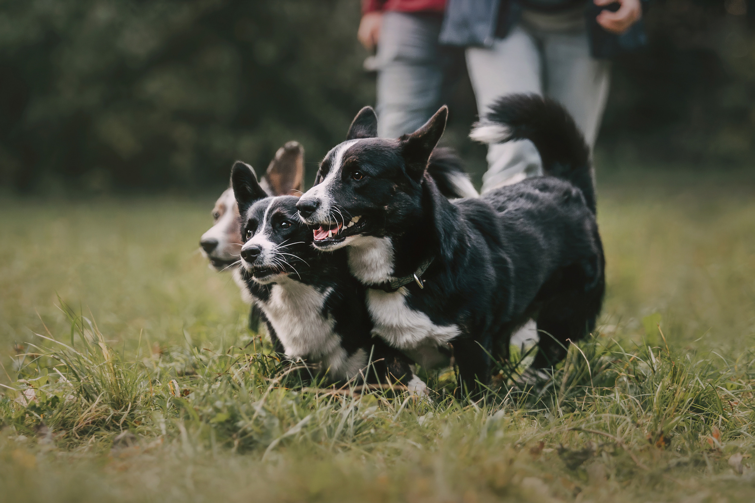 Корги встреча. Фотограф-анималист Елена Радченко, Москва
