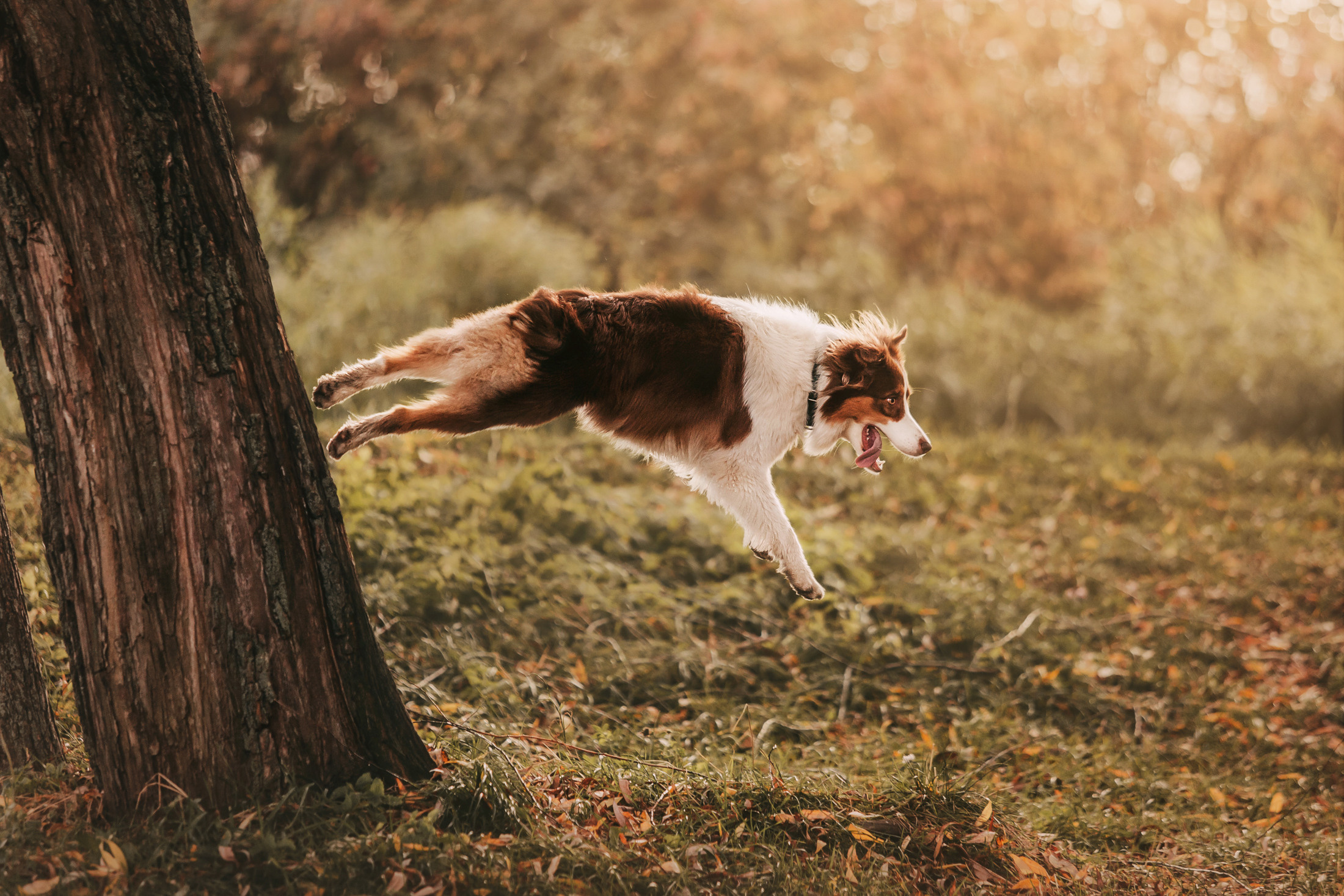 Тася и Морошка. Фотограф-анималист Елена Радченко, Москва