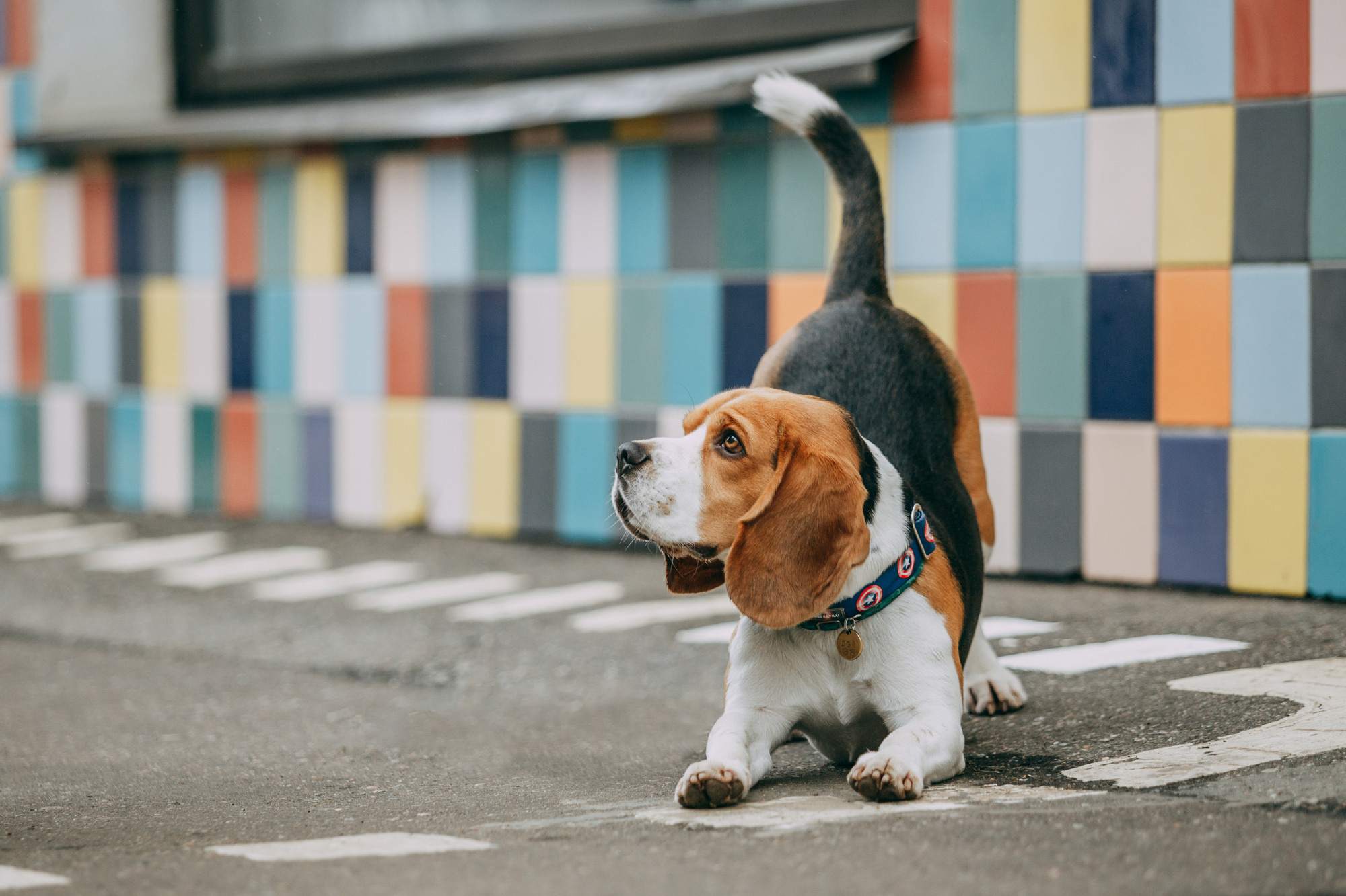 Марина и Дэй. Фотограф-анималист Елена Радченко, Москва