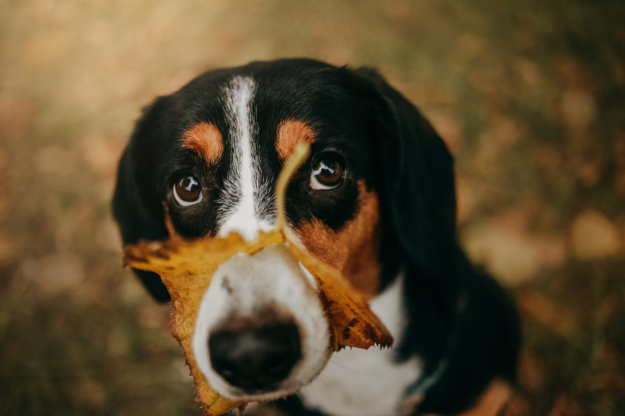 Аня и Вафля. Фотограф-анималист Елена Радченко, Москва