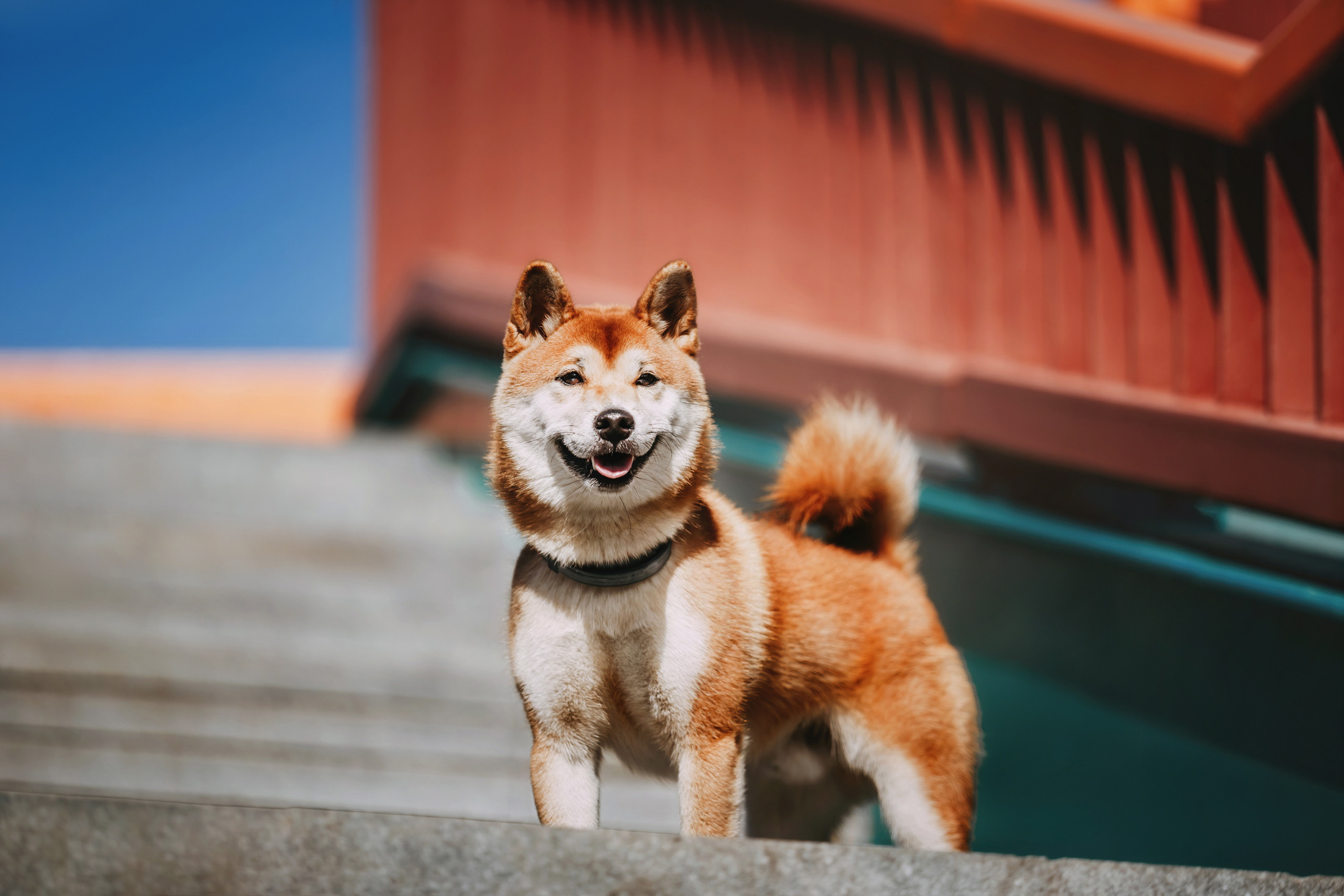 Юля и Юдай. Фотограф-анималист Елена Радченко, Москва