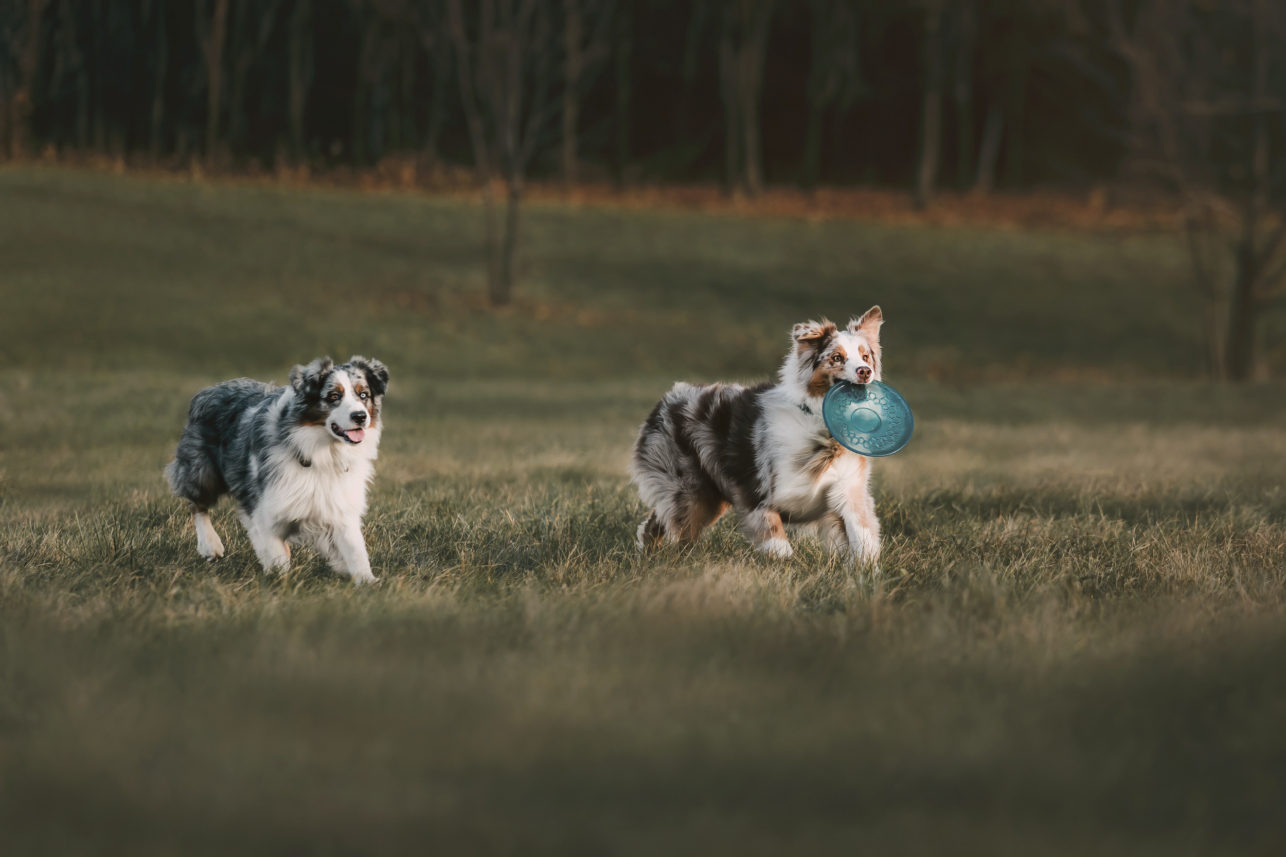 Аусси встреча. Фотограф-анималист Елена Радченко, Москва