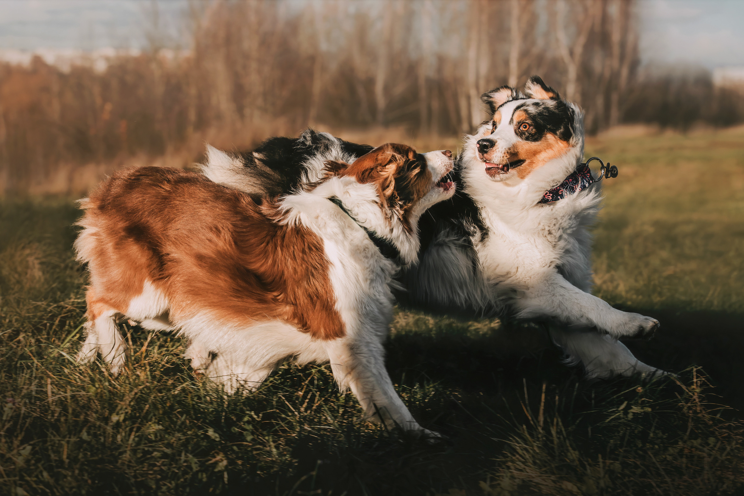 Аусси встреча. Фотограф-анималист Елена Радченко, Москва