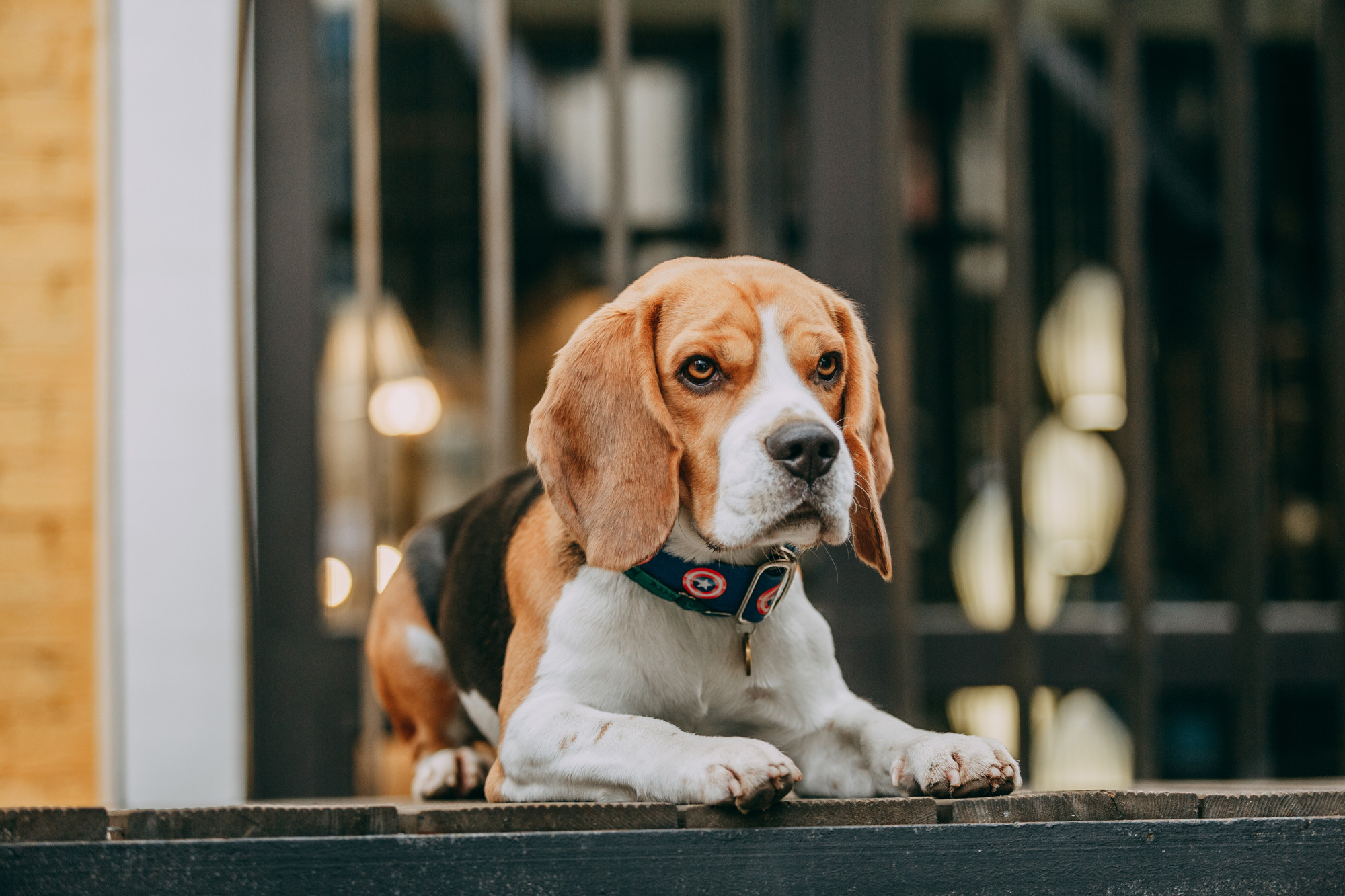 Марина и Дэй. Фотограф-анималист Елена Радченко, Москва