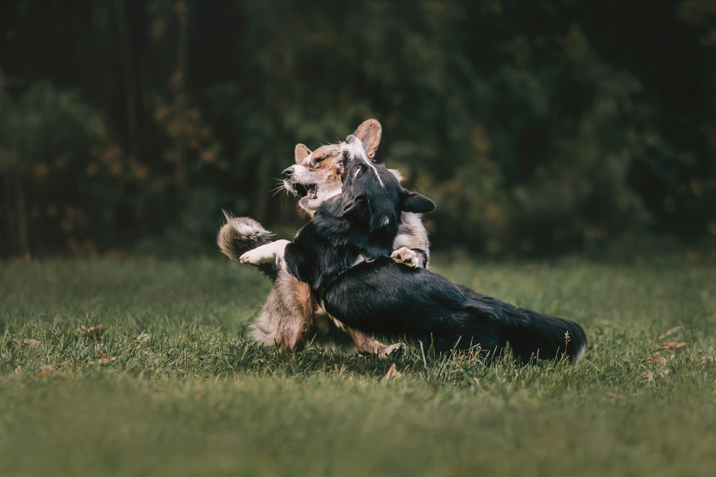 Корги встреча. Фотограф-анималист Елена Радченко, Москва