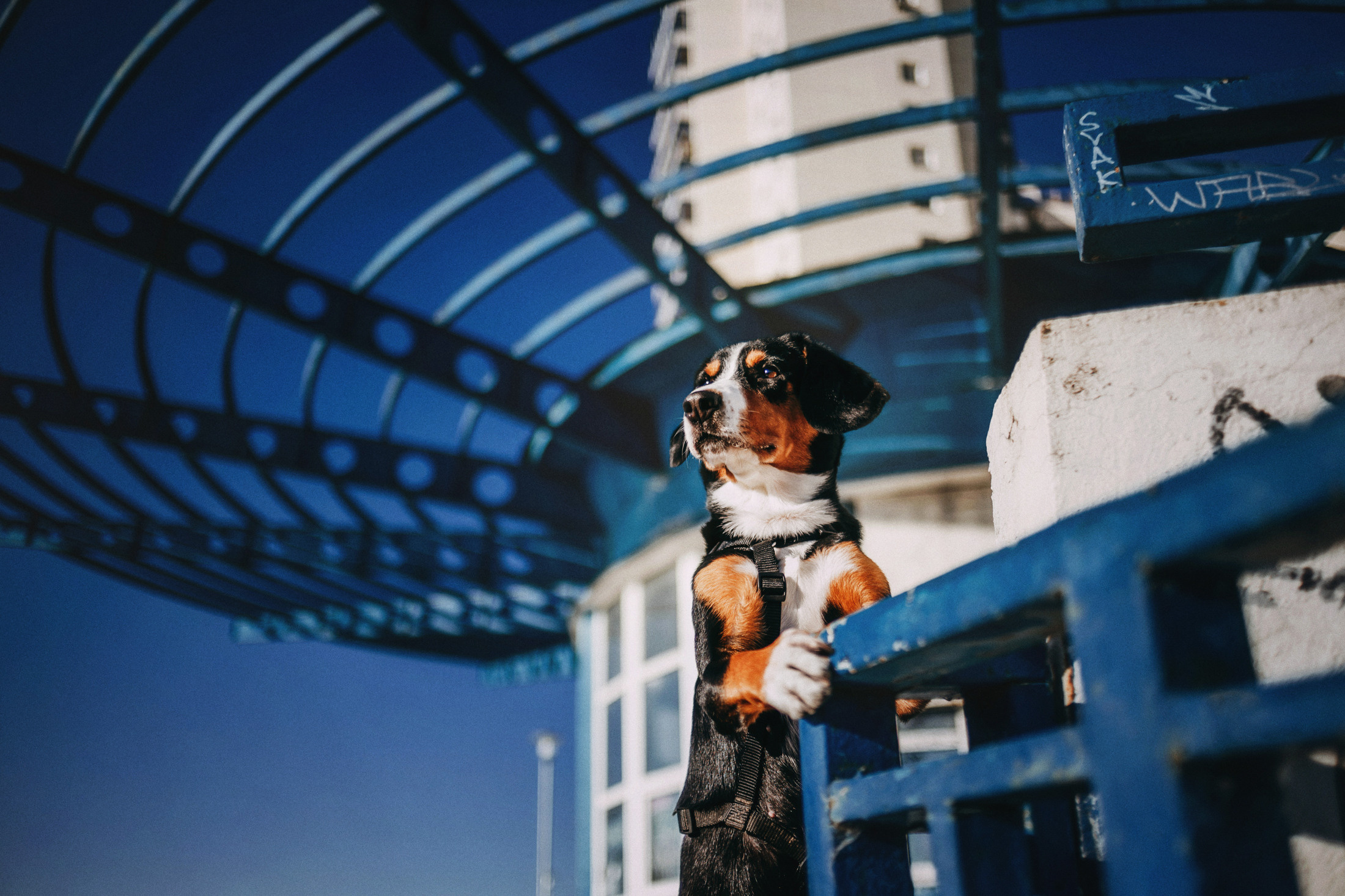 Аня и Вафля. Фотограф-анималист Елена Радченко, Москва