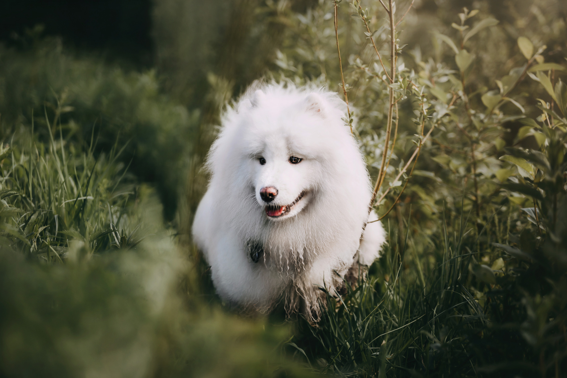 Эффи. Фотограф-анималист Елена Радченко, Москва