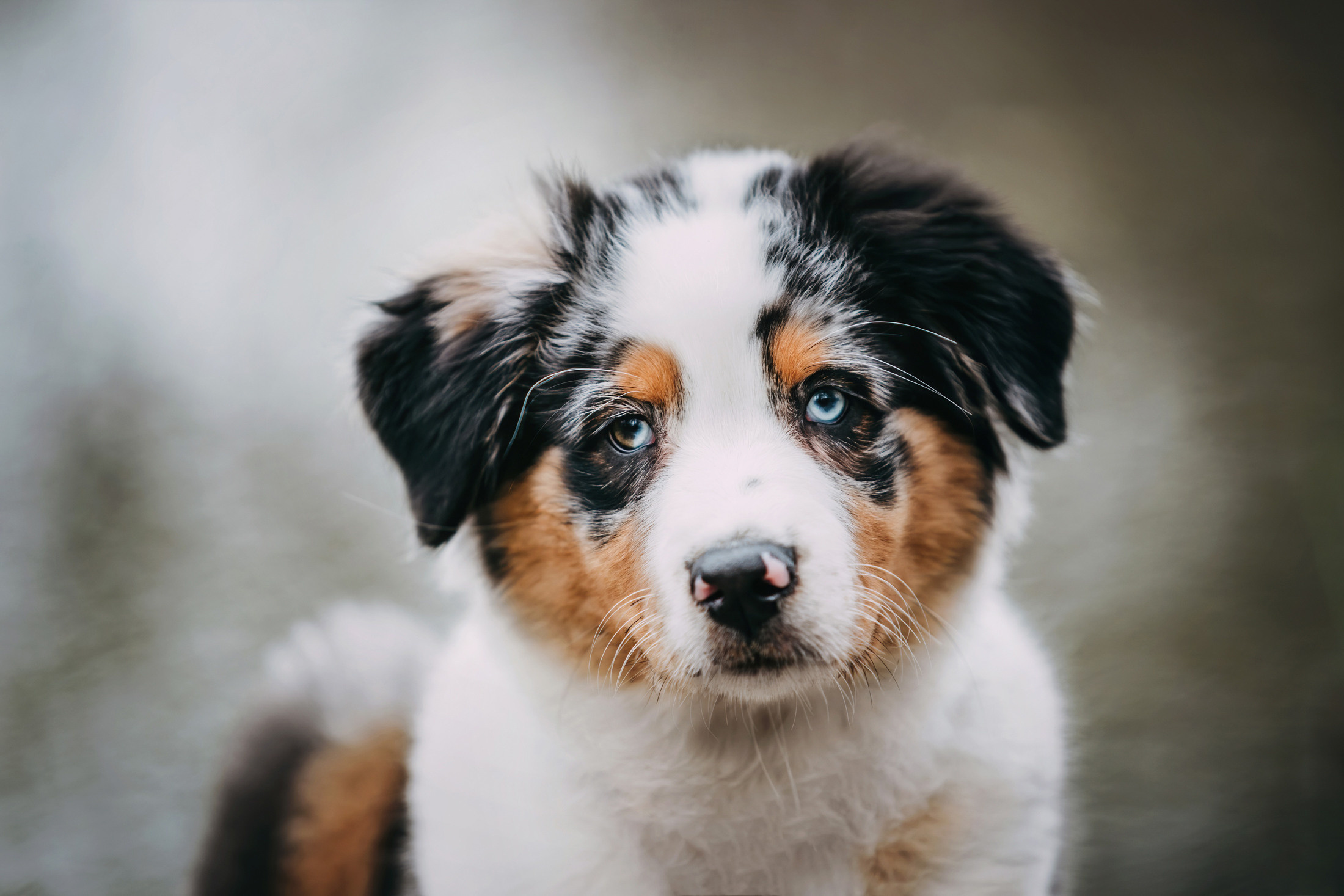 Цири. Фотограф-анималист Елена Радченко, Москва