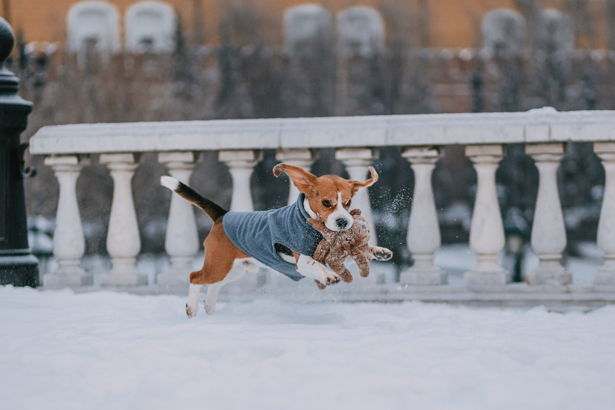 Марина и Дэй. Фотограф-анималист Елена Радченко, Москва