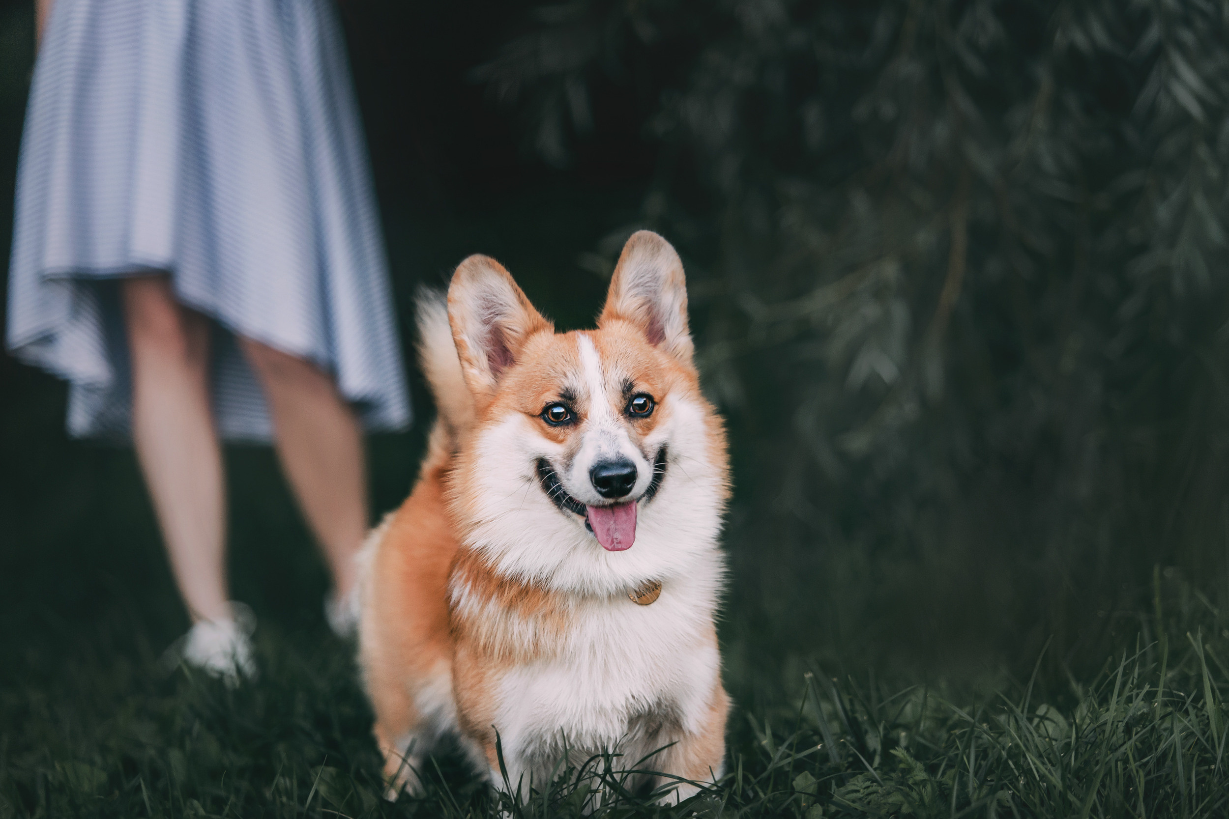 Даша и Шерлок. Фотограф-анималист Елена Радченко, Москва