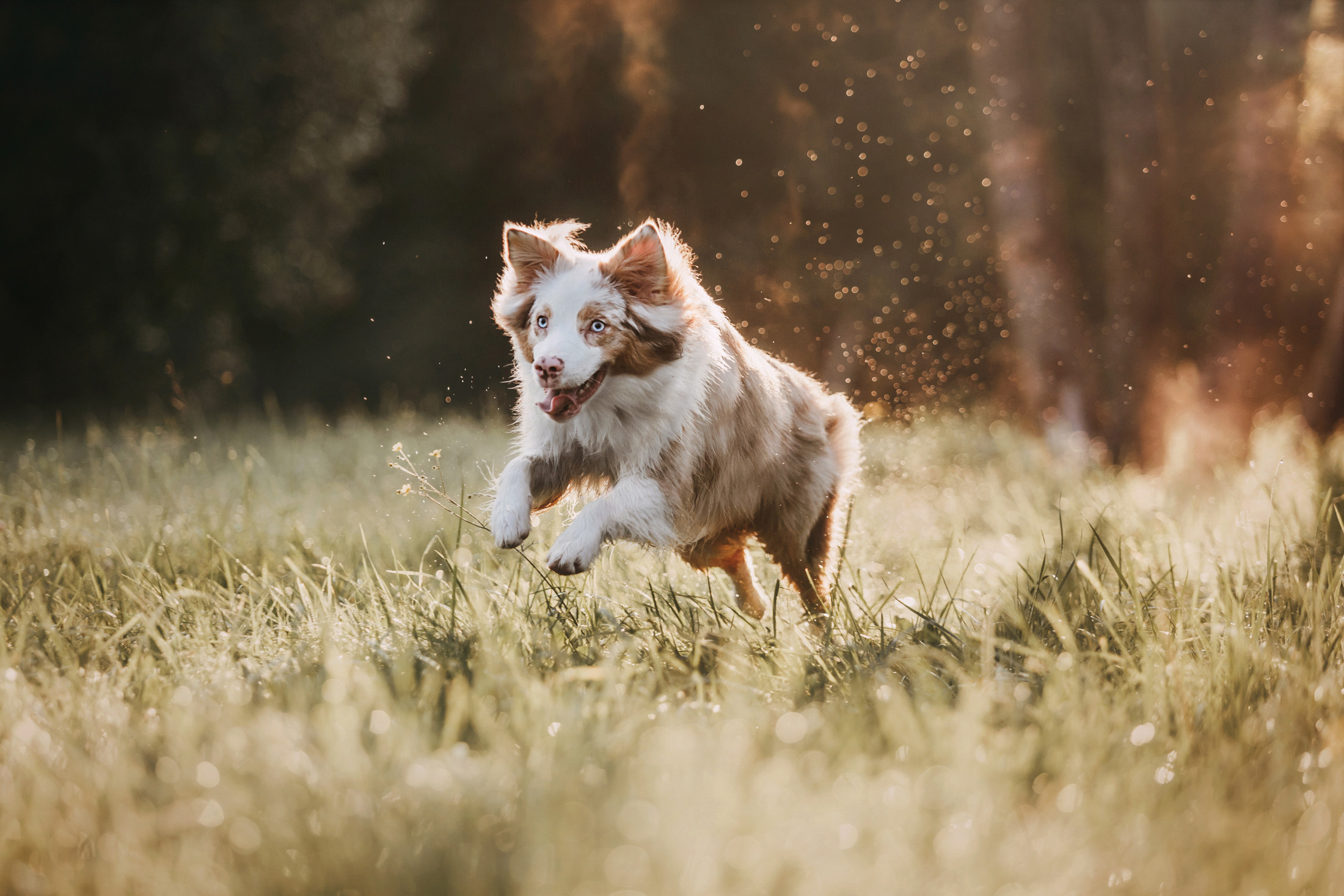 Наташа и Элфи. Фотограф-анималист Елена Радченко, Москва