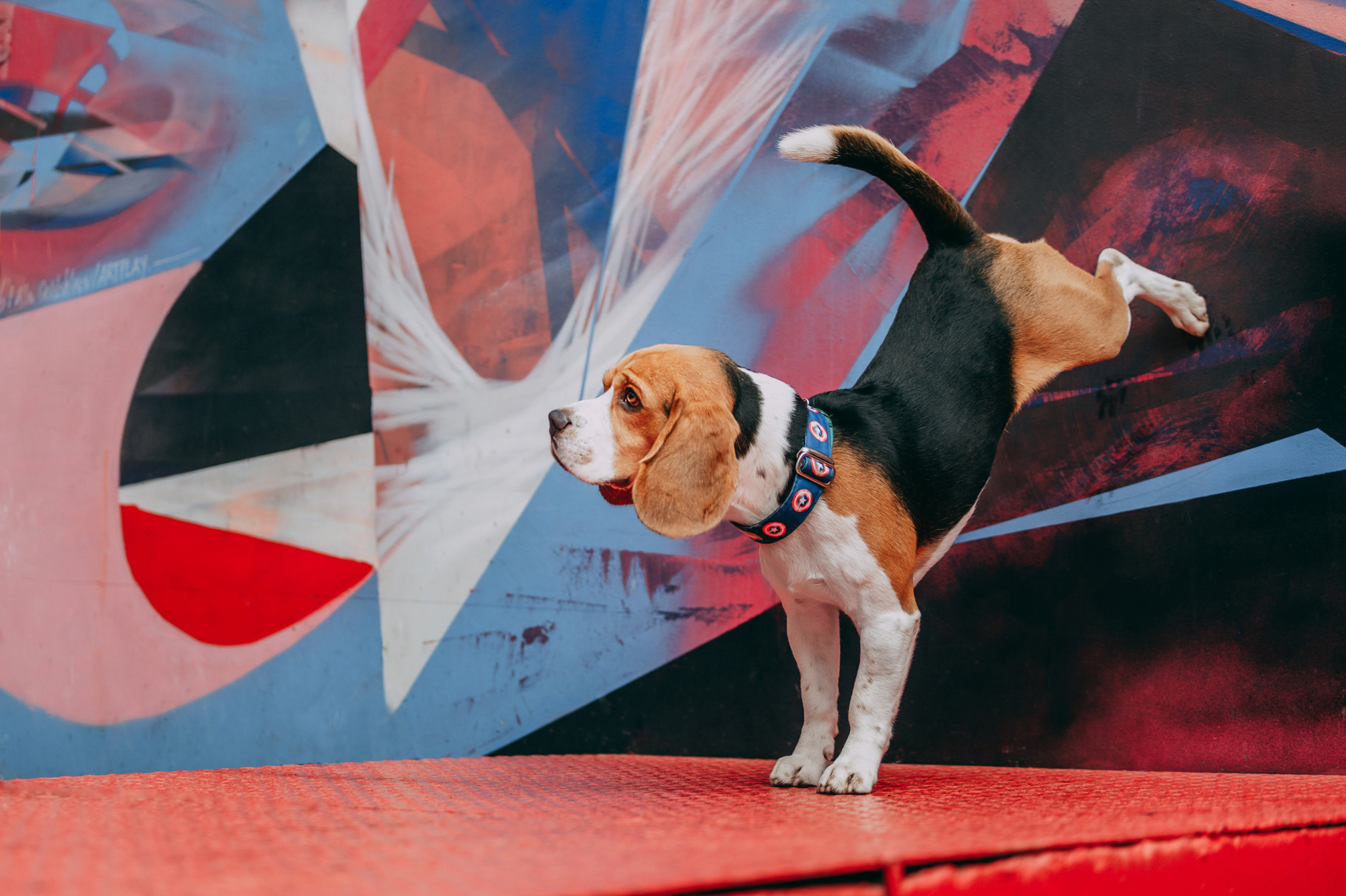 Марина и Дэй. Фотограф-анималист Елена Радченко, Москва