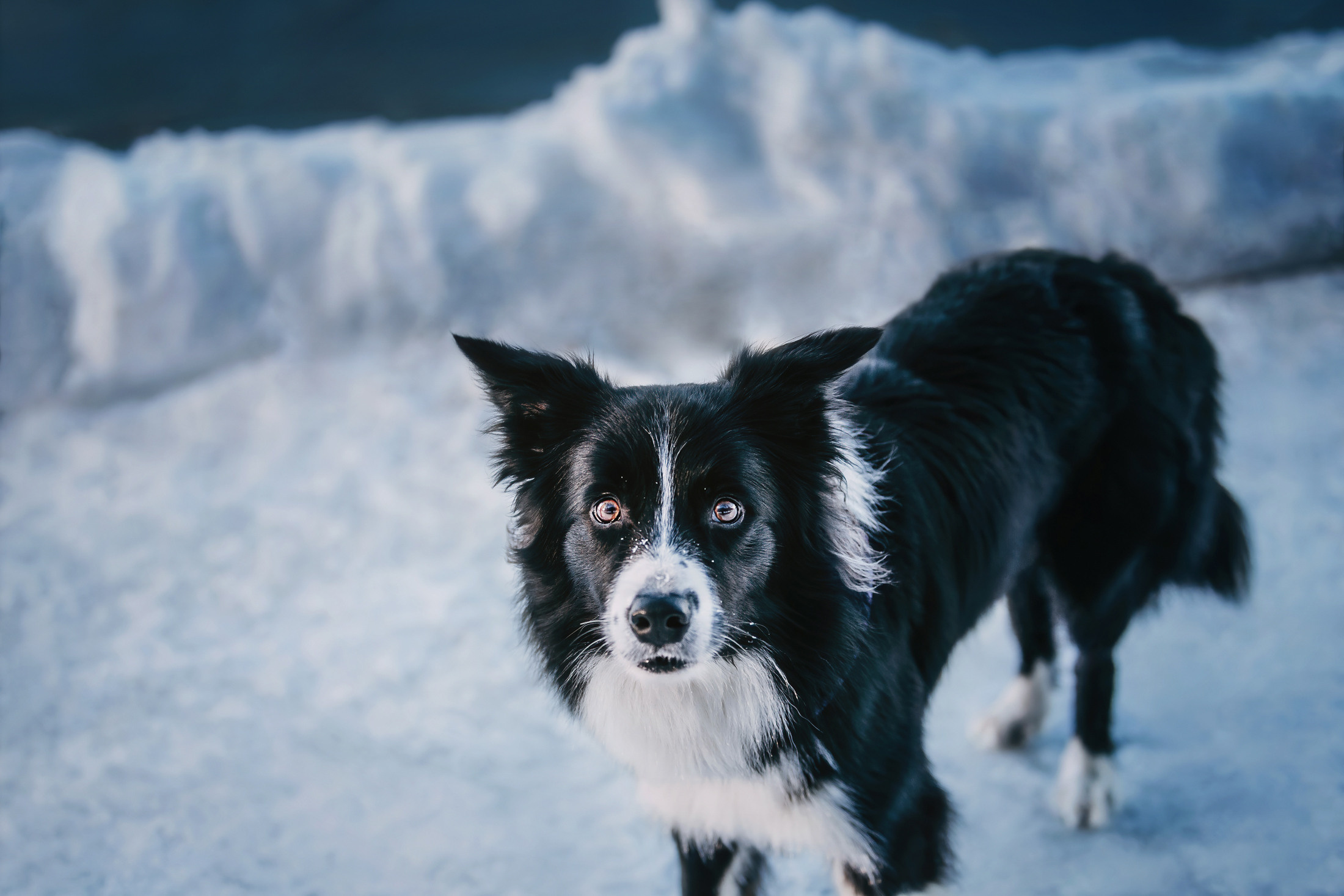 Юля и Маккензи. Фотограф-анималист Елена Радченко, Москва